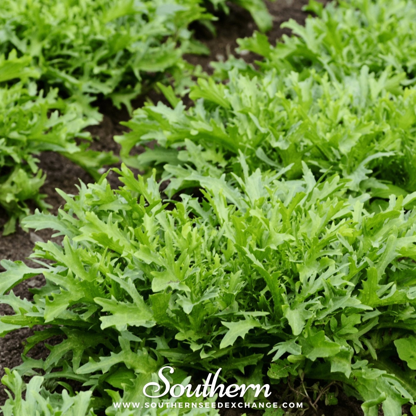 Green Curled Ruffec Endive ā 200 Seeds