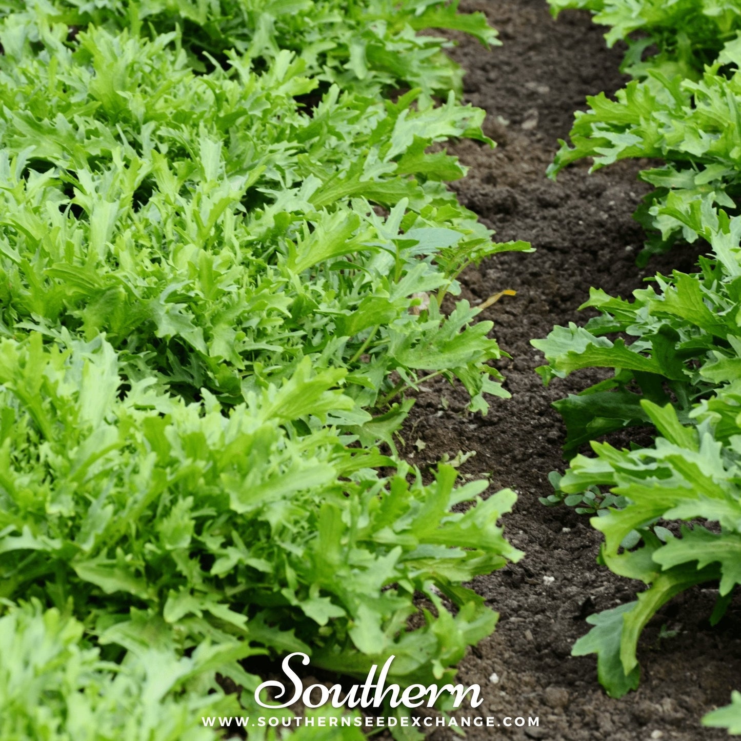 Green Curled Ruffec Endive ā 200 Seeds