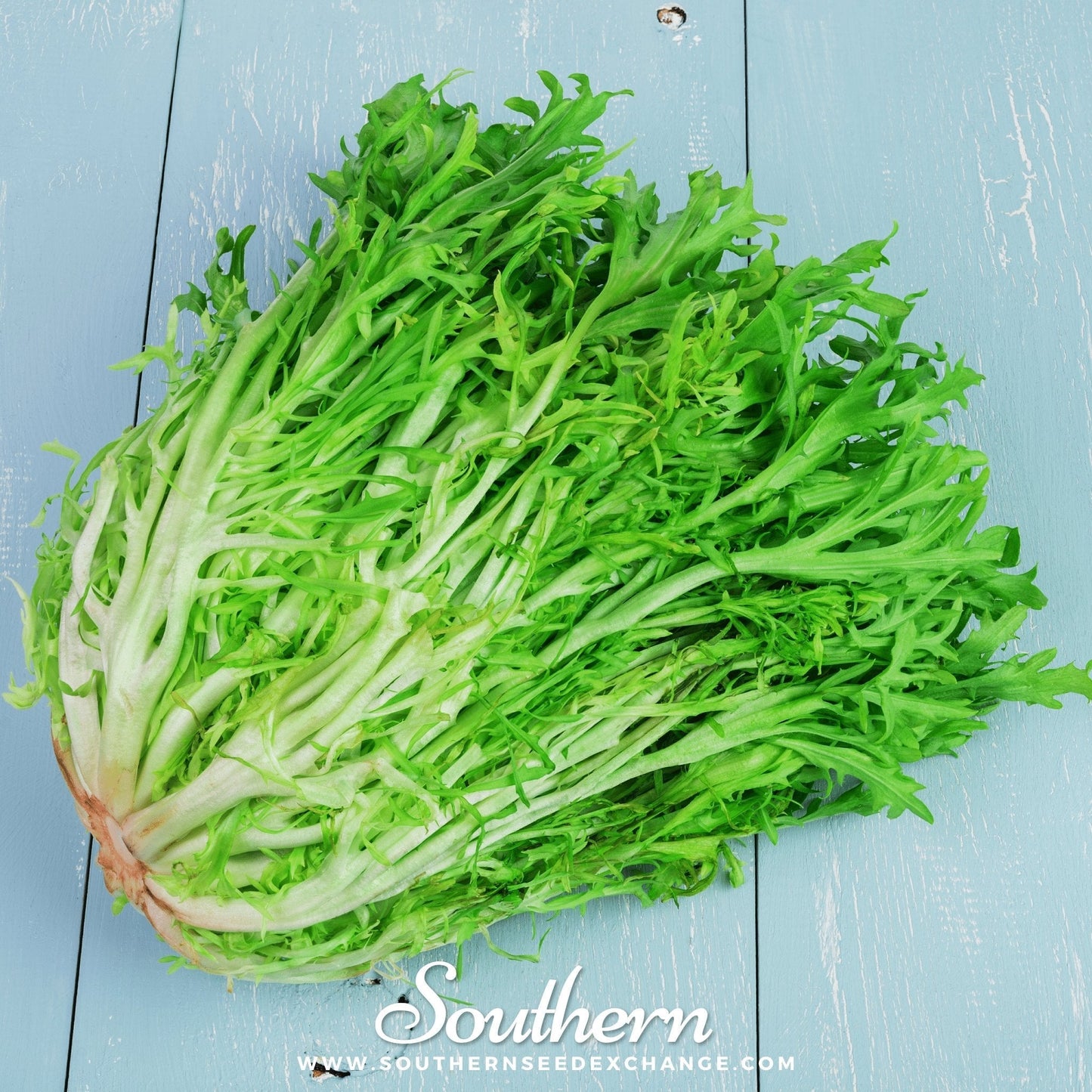 Green Curled Ruffec Endive ā 200 Seeds