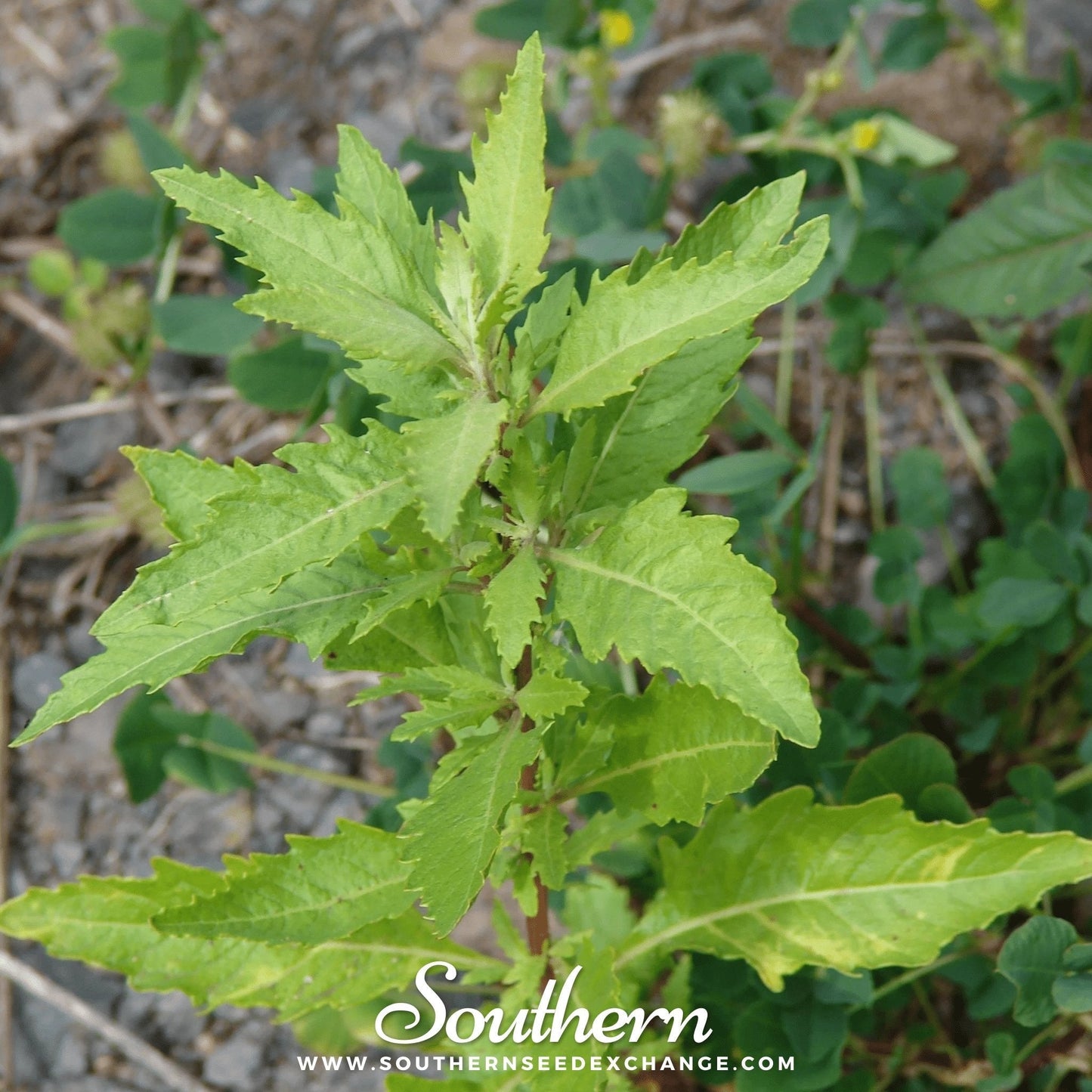 Epazote ā 25 Seeds