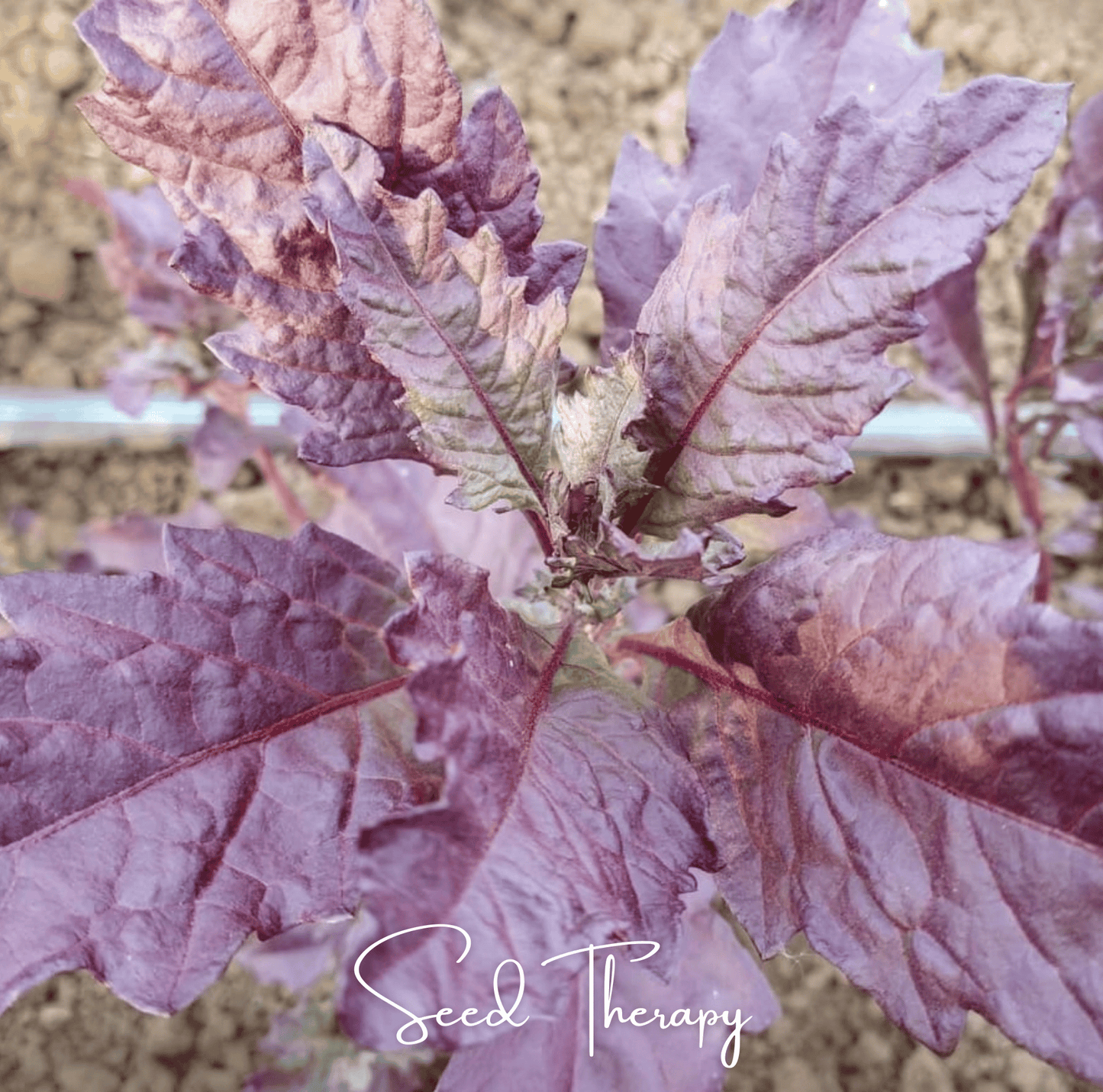 Red Oaxaca Epazote ā 100 Seeds