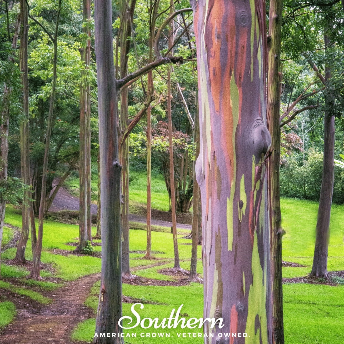 Rainbow Gum Tree Eucalyptus ā 100 Seeds