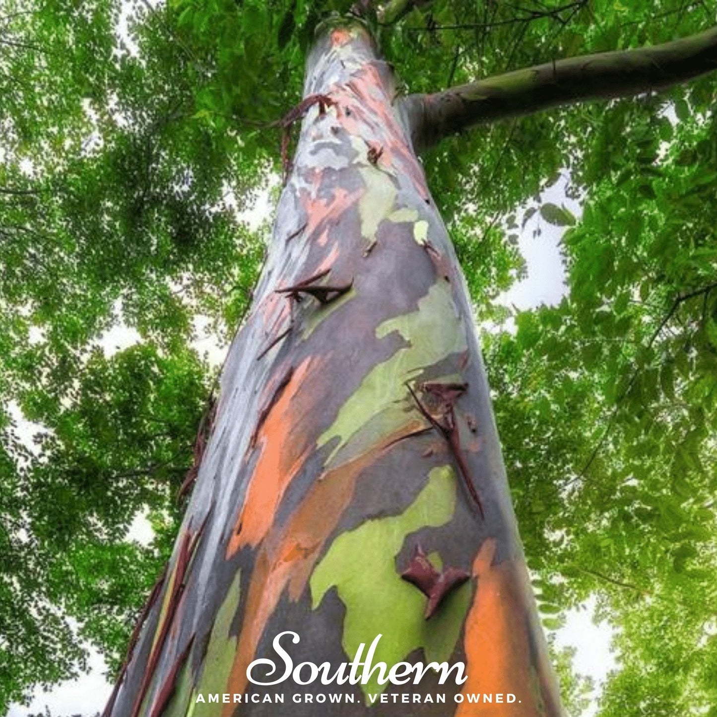 Rainbow Gum Tree Eucalyptus ā 100 Seeds