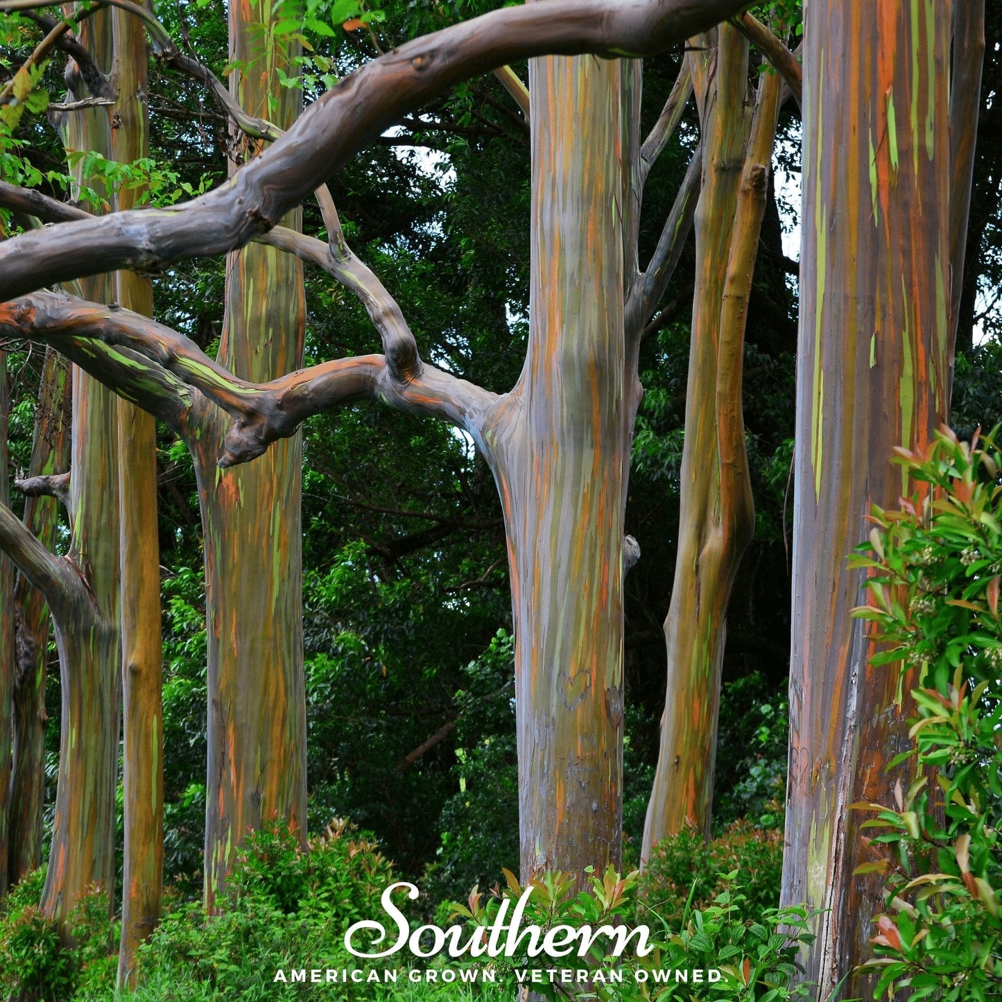 Rainbow Gum Tree Eucalyptus ā 100 Seeds