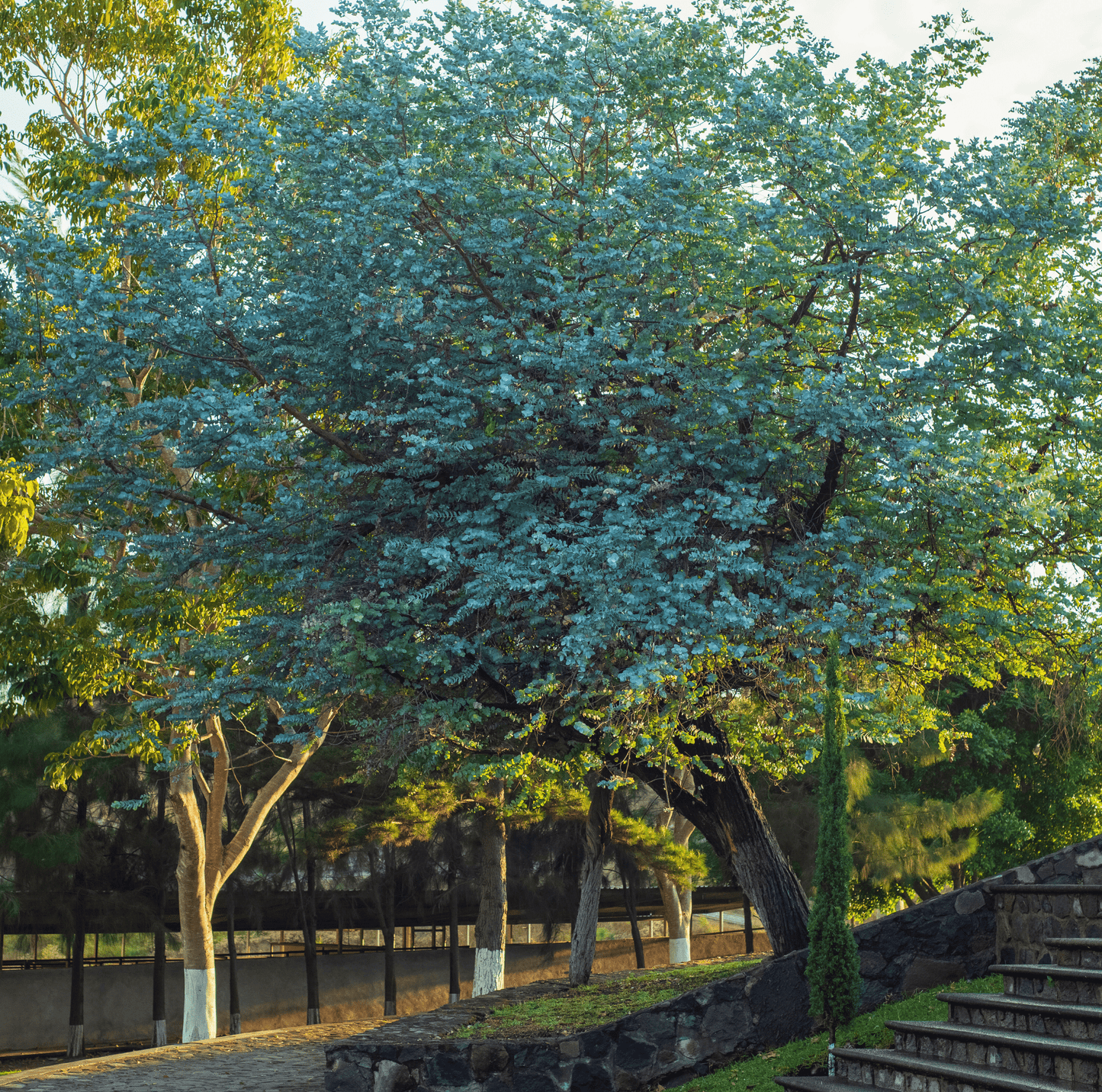Silver Dollar Eucalyptus ā 20 Seeds