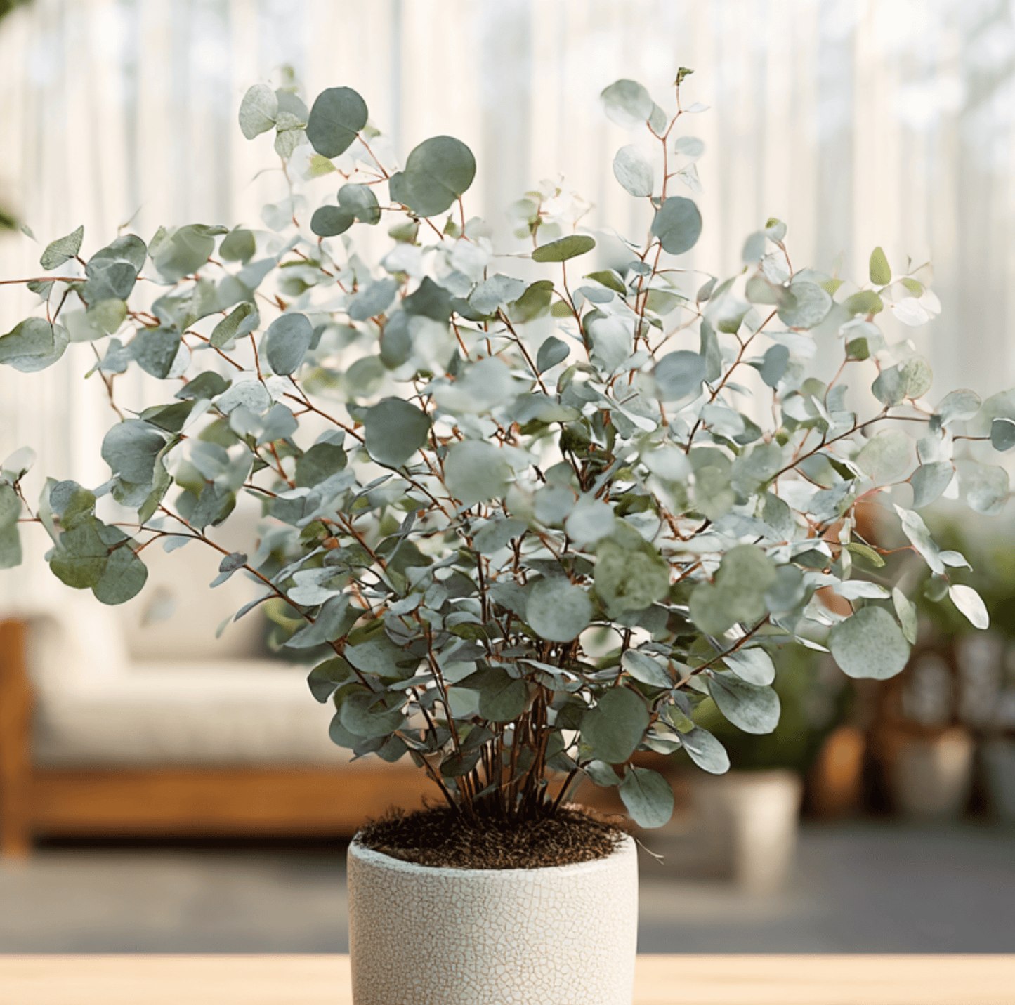 Silver Dollar Eucalyptus ā 20 Seeds