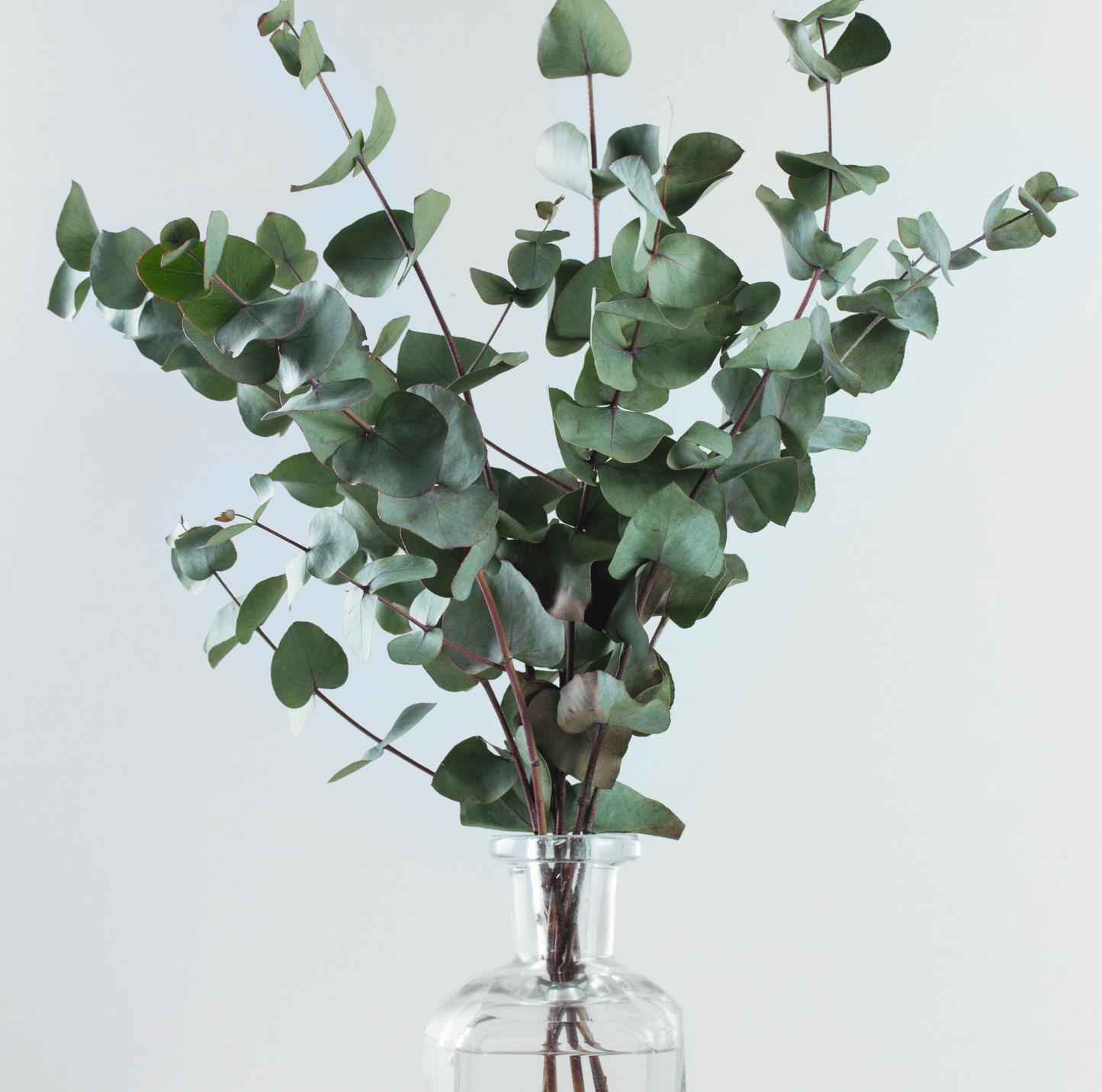 Silver Dollar Eucalyptus ā 20 Seeds