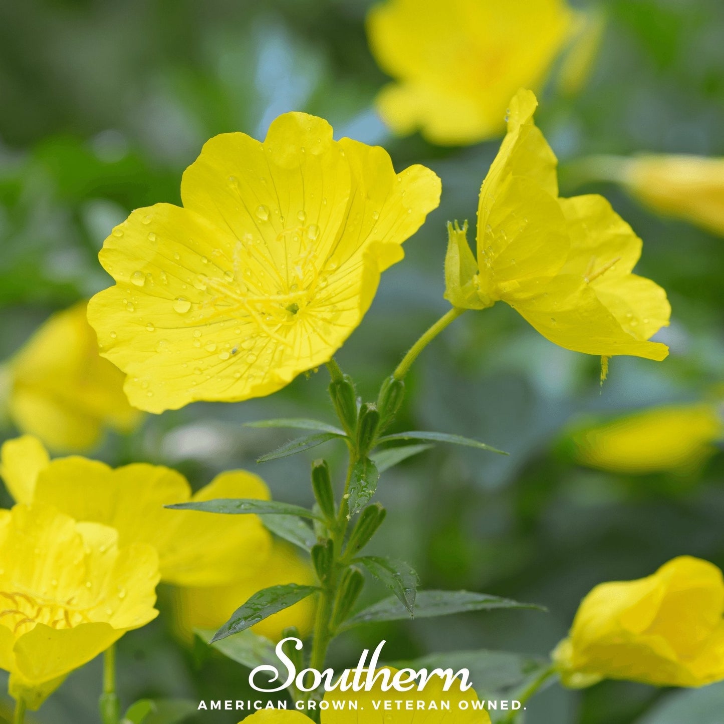 Common Evening Primrose ā 100 Seeds