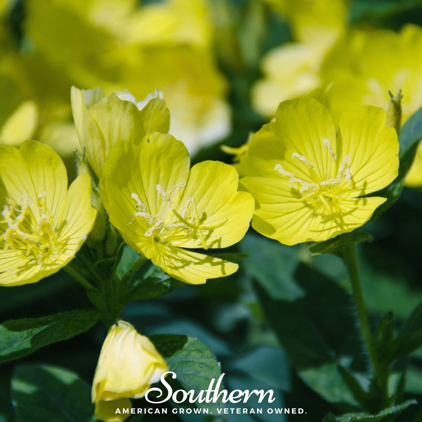 Common Evening Primrose ā 100 Seeds