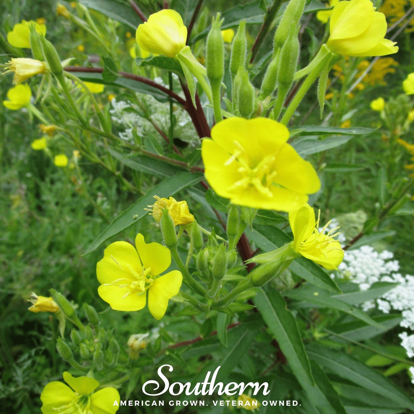 Common Evening Primrose ā 100 Seeds