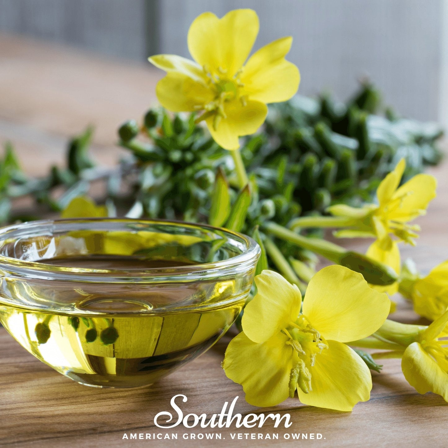 Common Evening Primrose ā 100 Seeds