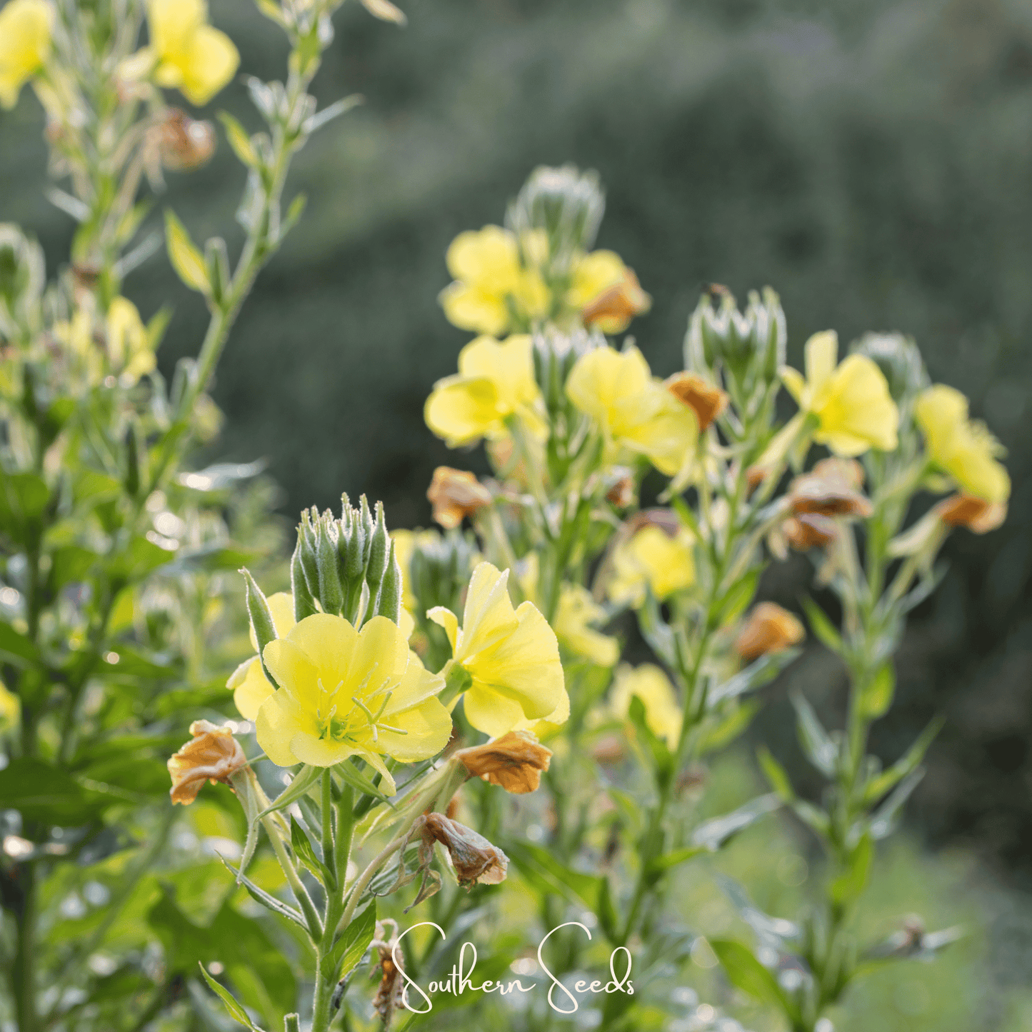 Evening Primrose ā 100 Seeds