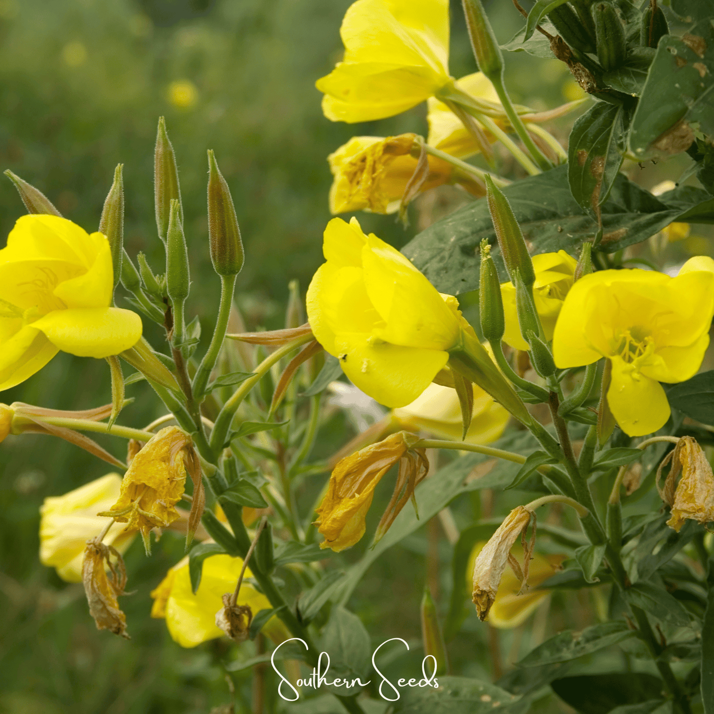 Evening Primrose ā 100 Seeds