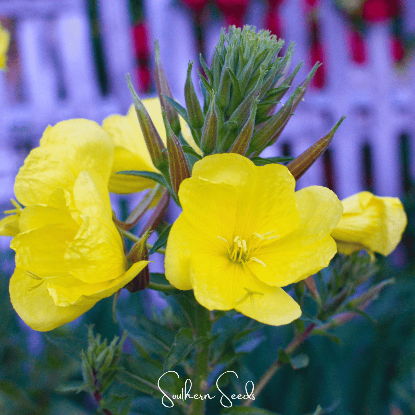 Evening Primrose ā 100 Seeds