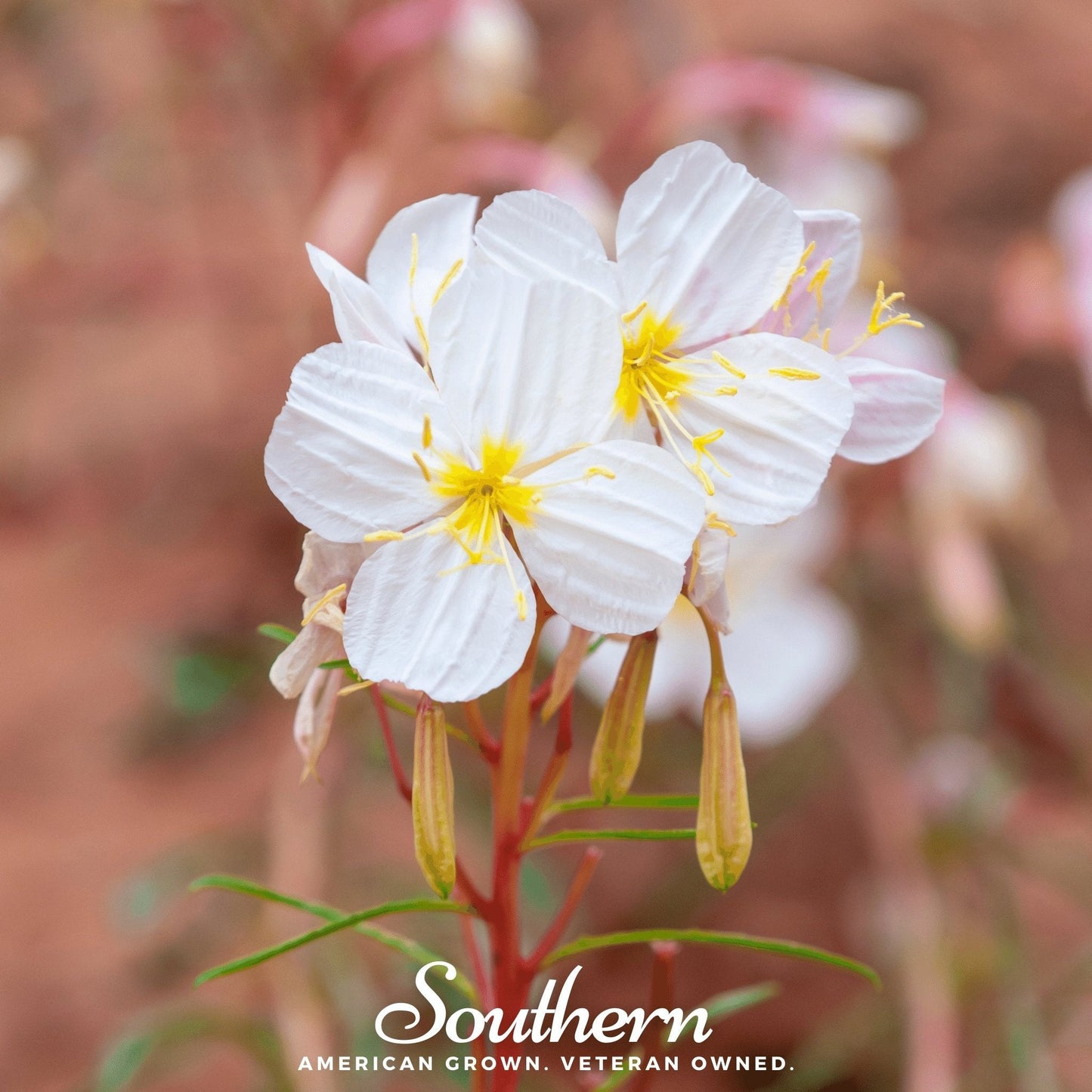 Pale Evening Primrose ā 100 Seeds