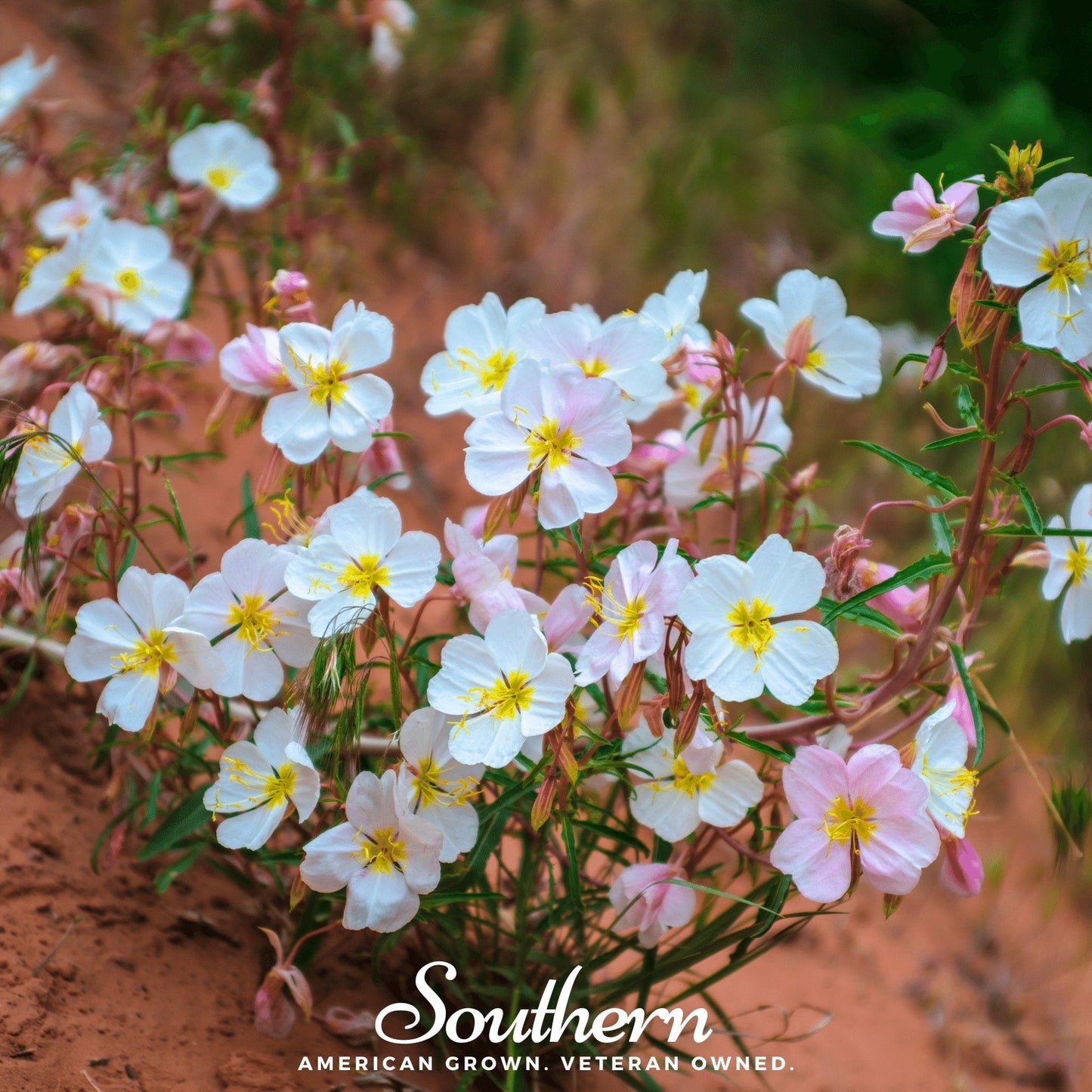 Pale Evening Primrose ā 100 Seeds