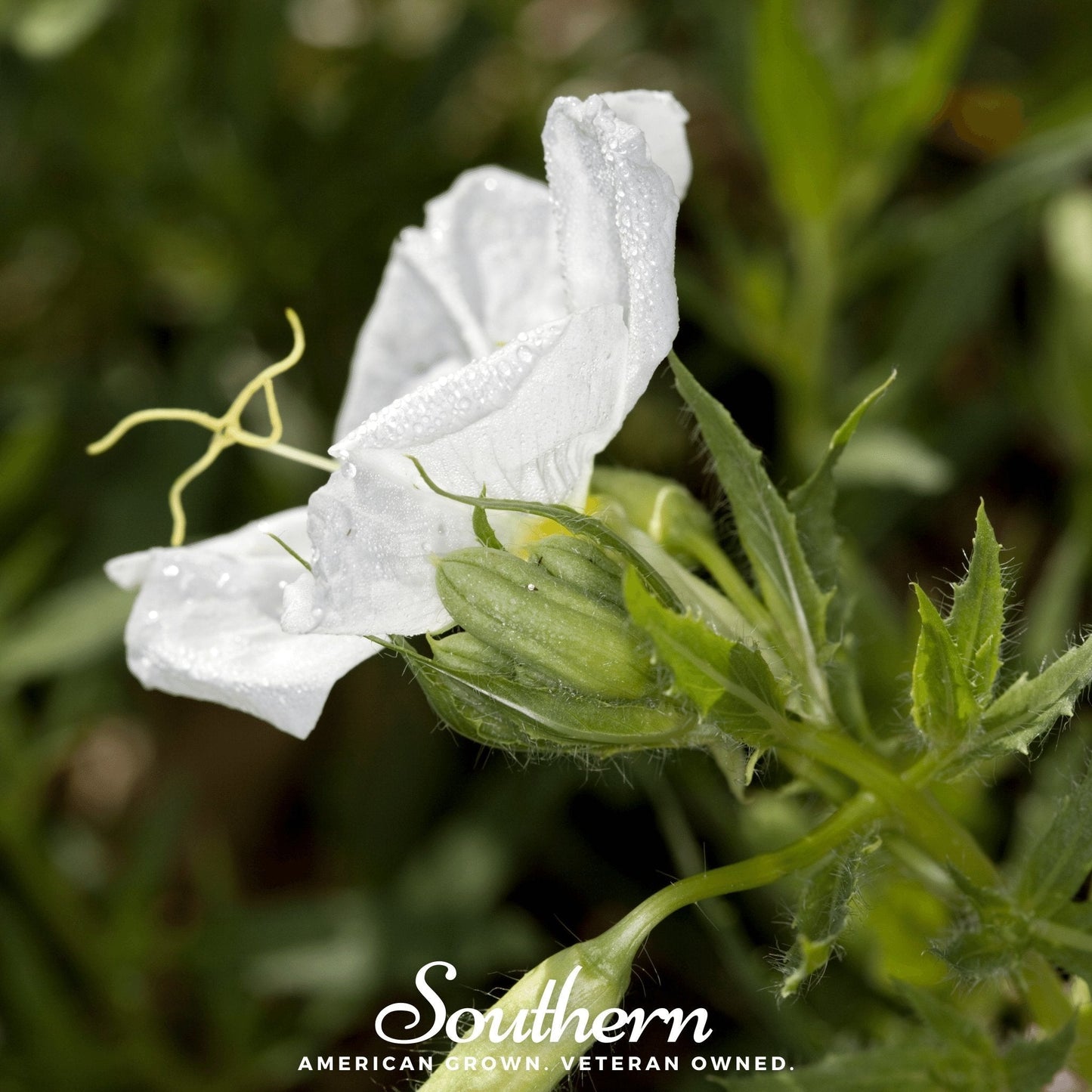 Pale Evening Primrose ā 100 Seeds