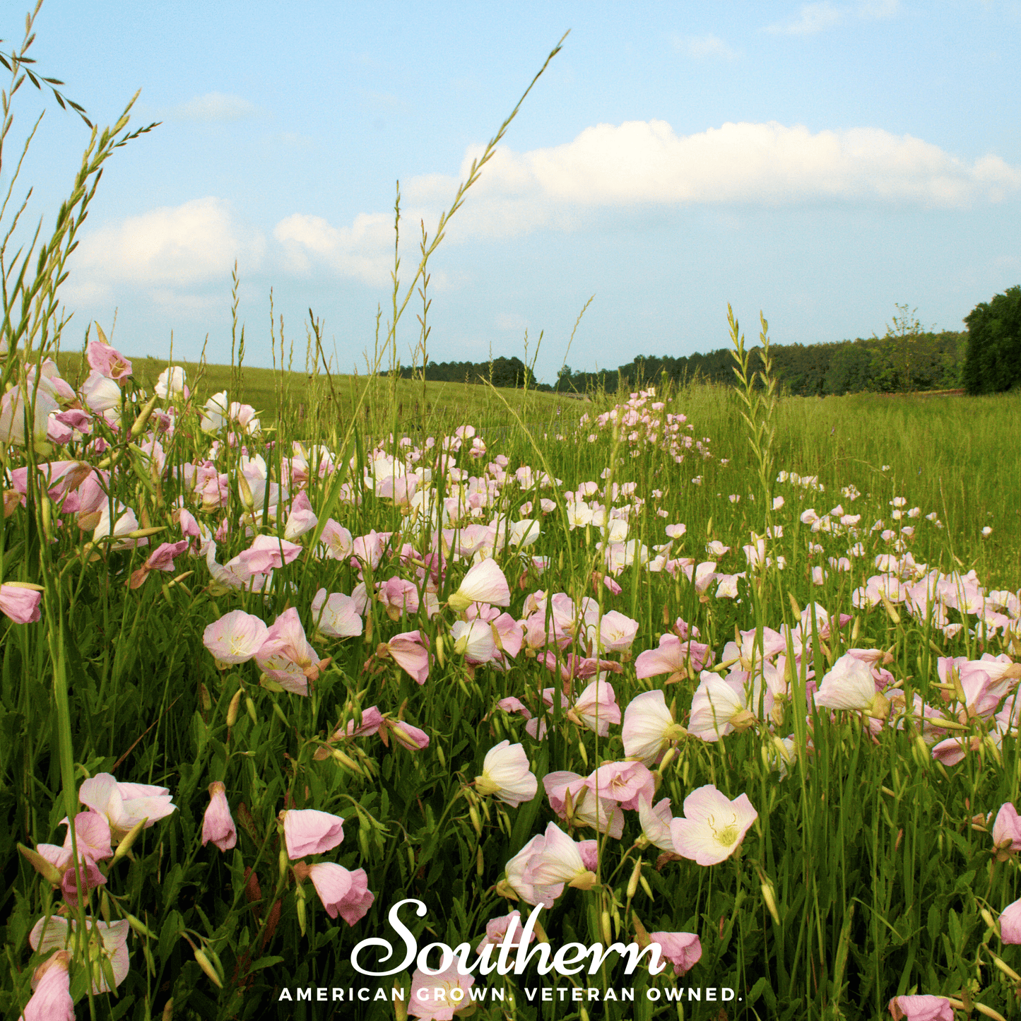 Showy Evening Primrose (Pink Ladies) ā 100 Seeds