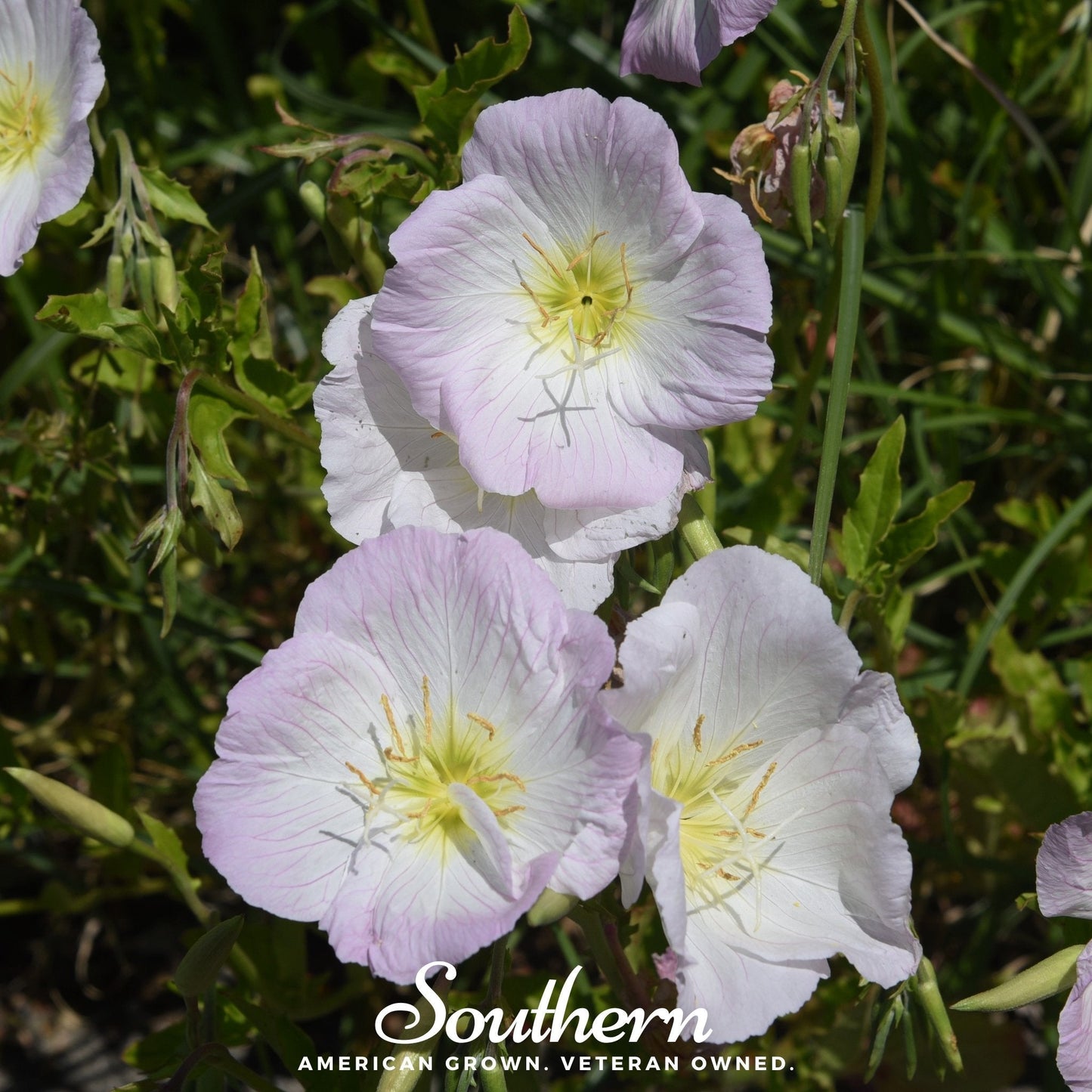 Showy Evening Primrose (Pink Ladies) ā 100 Seeds