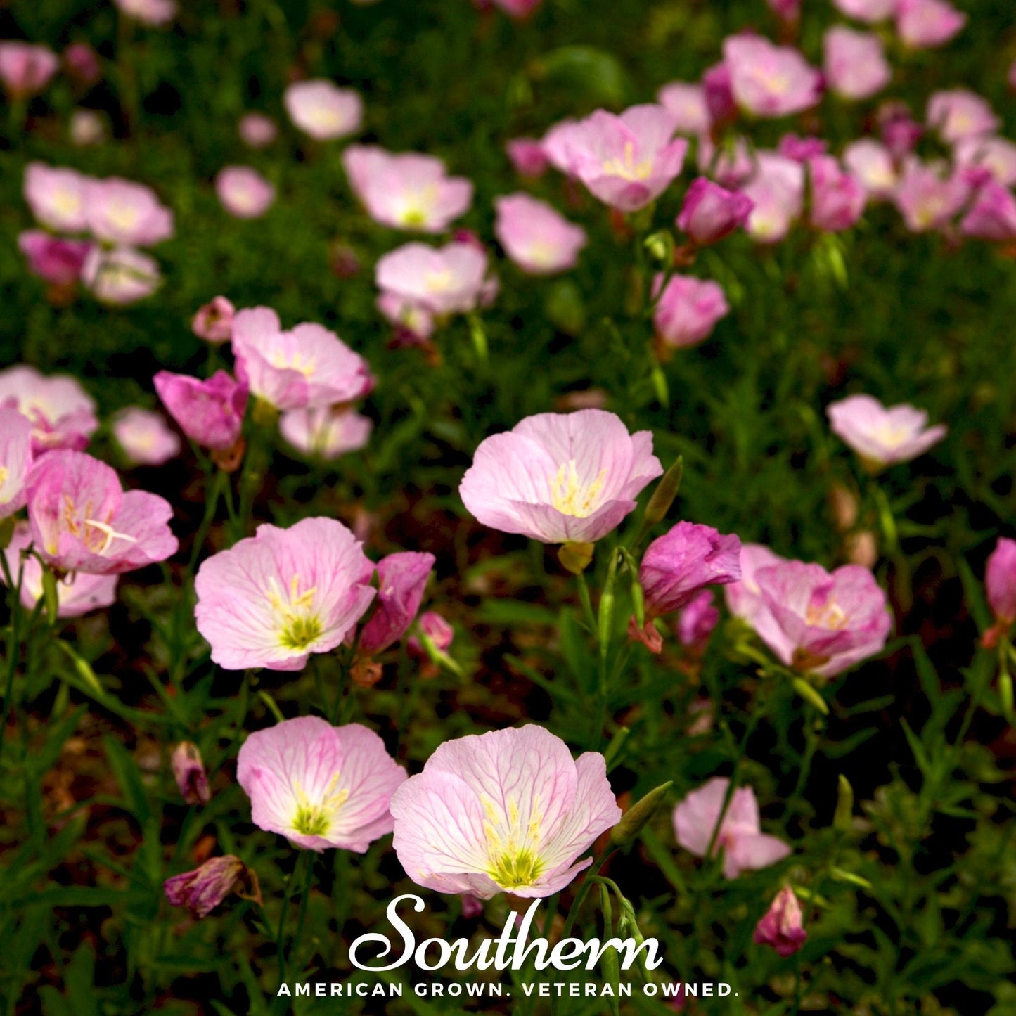Showy Evening Primrose (Pink Ladies) ā 100 Seeds