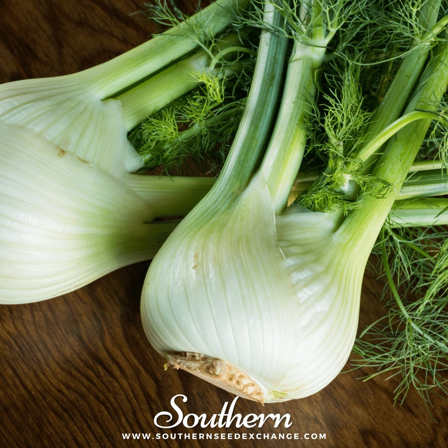 Florence Fennel ā 200 Seeds