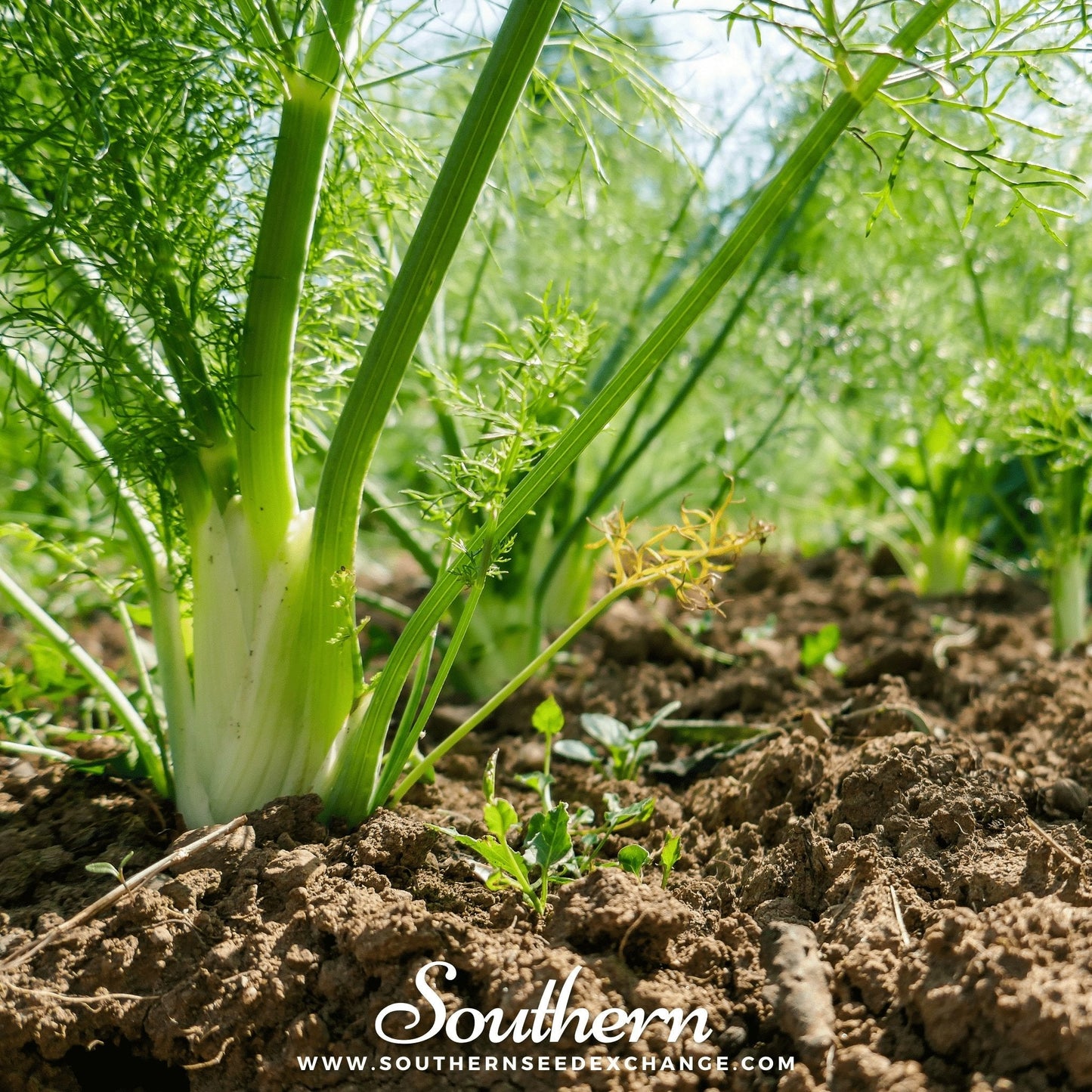 Florence Fennel ā 200 Seeds