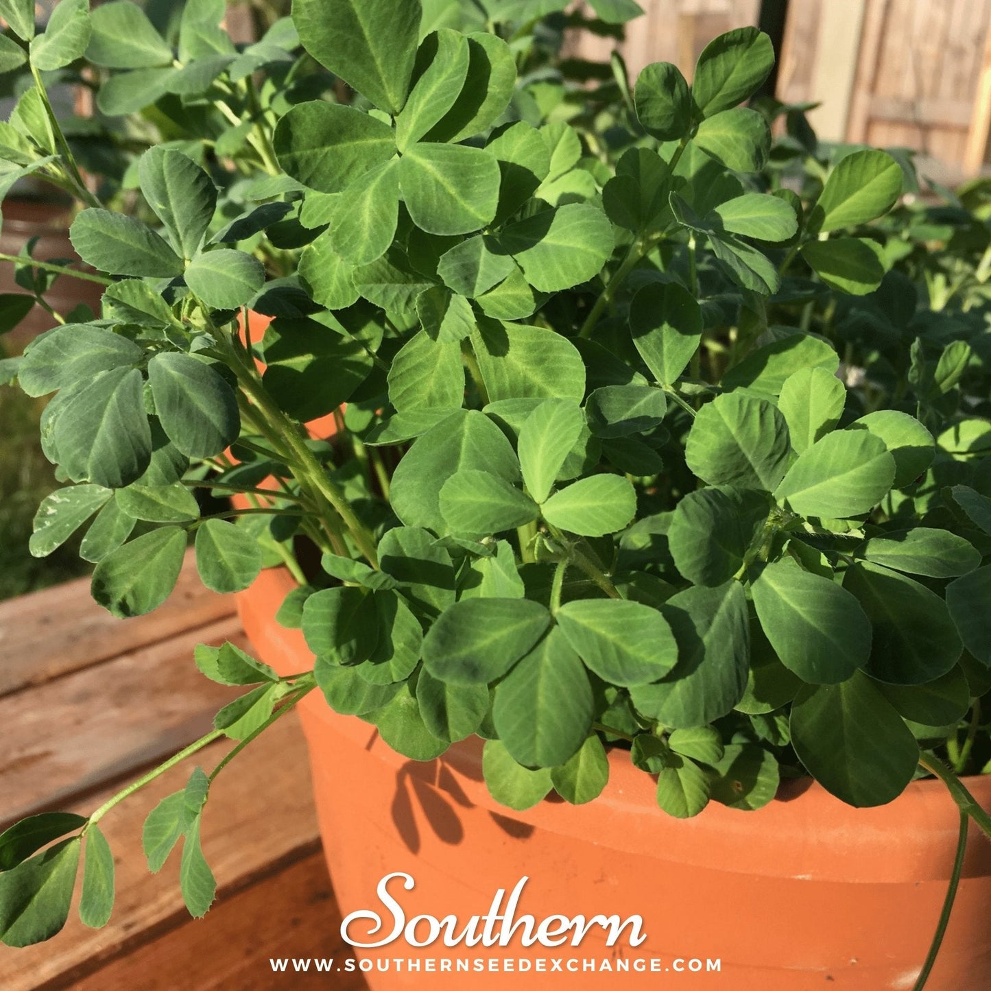 Fenugreek ā 50 Seeds