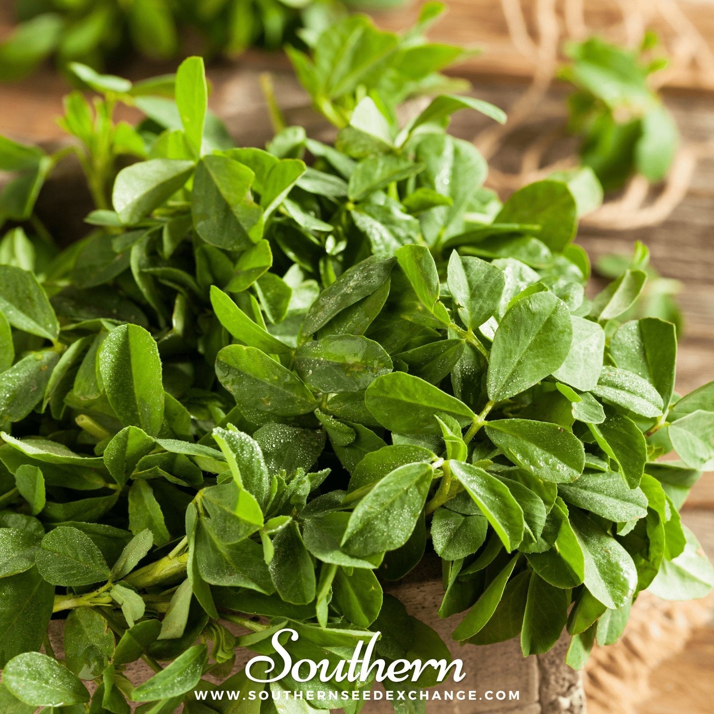 Fenugreek ā 50 Seeds
