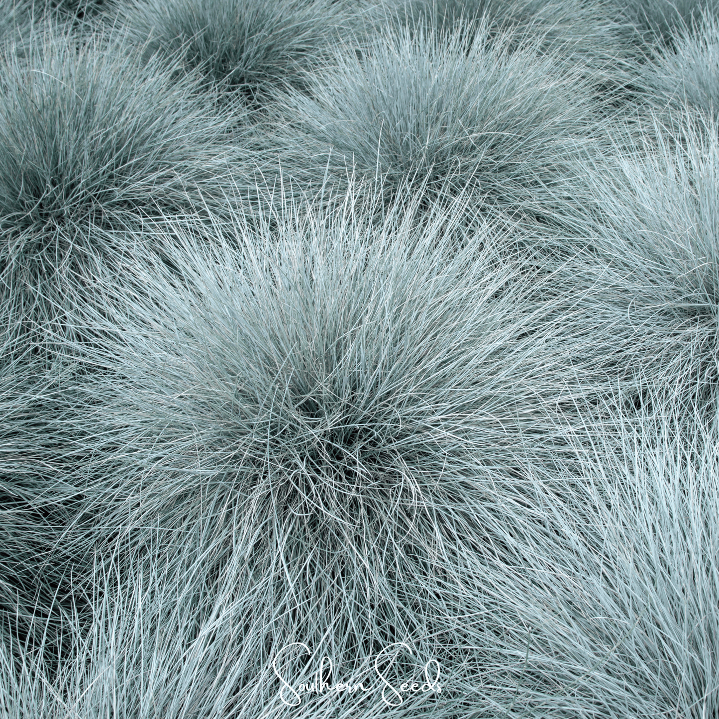 Blue Fescue ā 100 Seeds