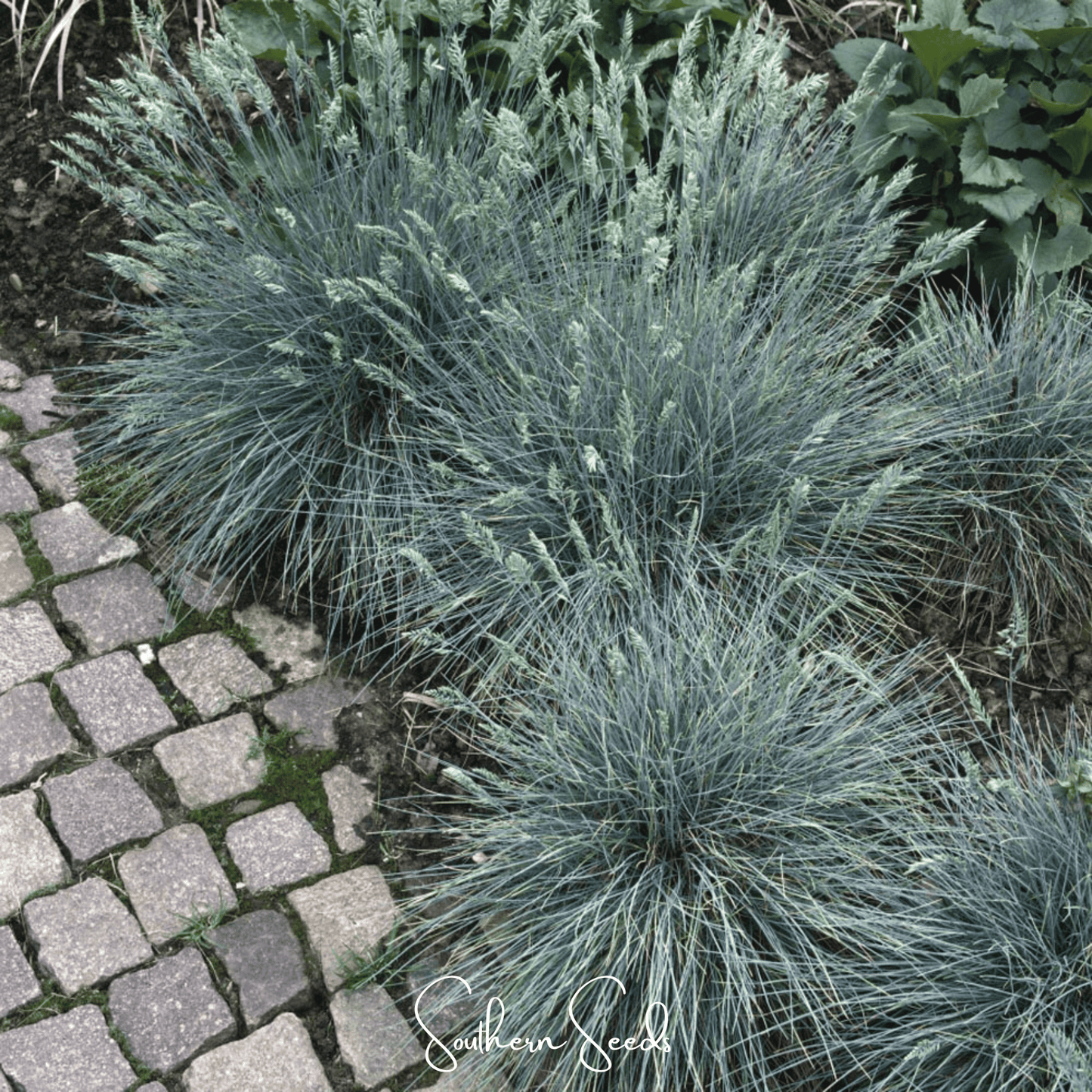 Blue Fescue ā 100 Seeds