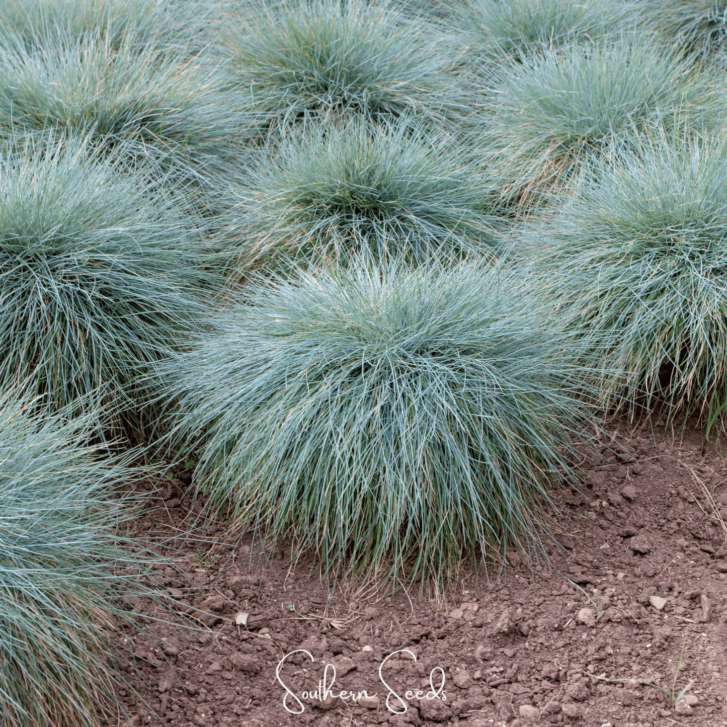 Blue Fescue ā 100 Seeds