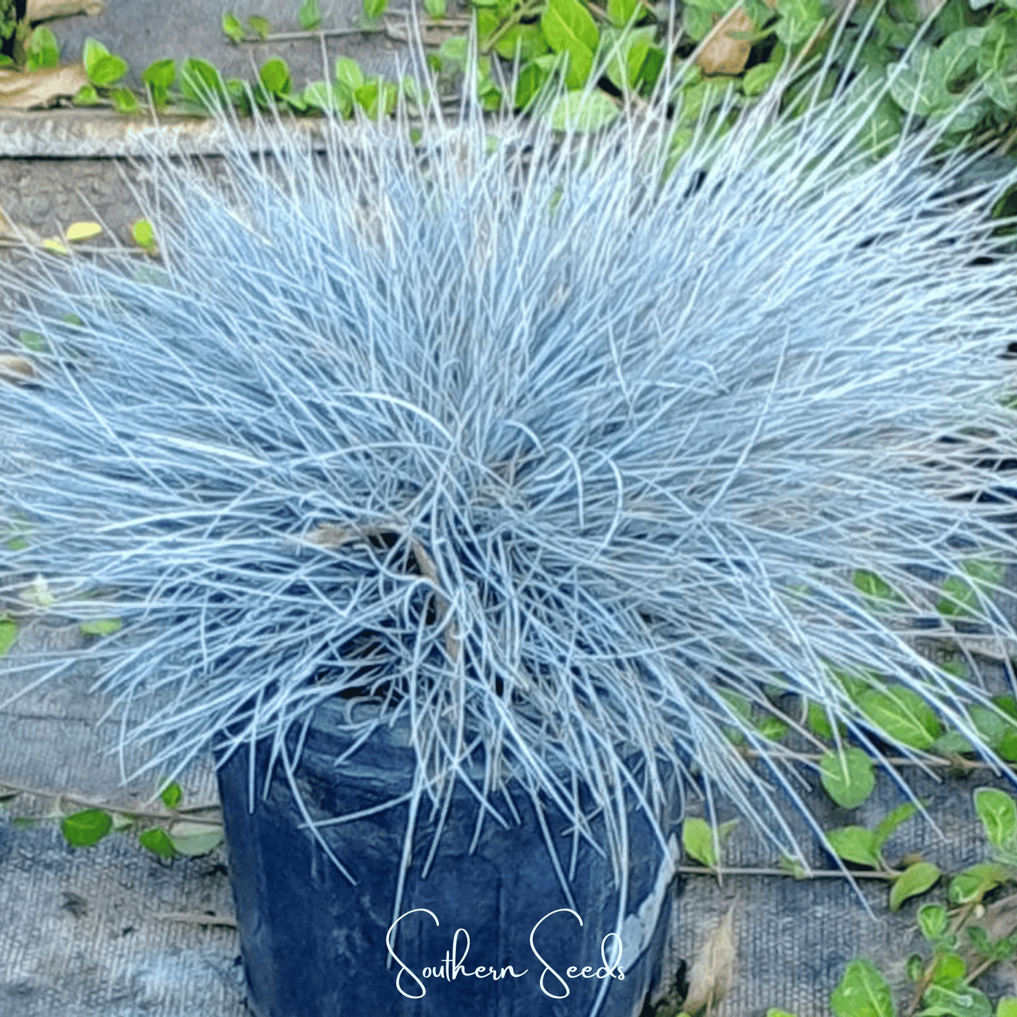 Blue Fescue ā 100 Seeds