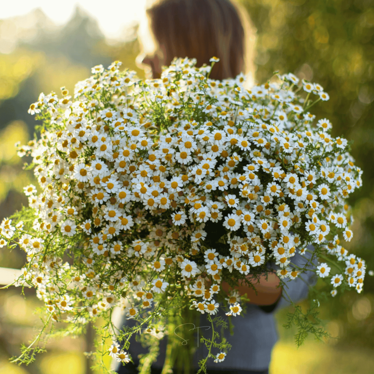 Feverfew ā 100 Seeds