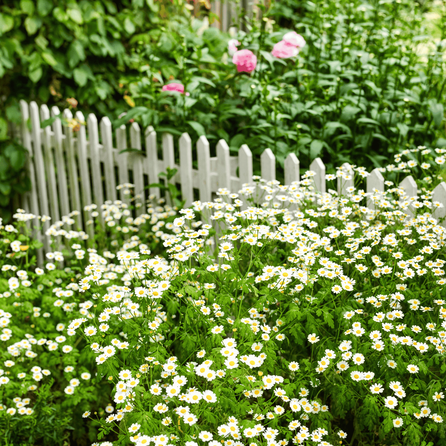 Feverfew ā 100 Seeds