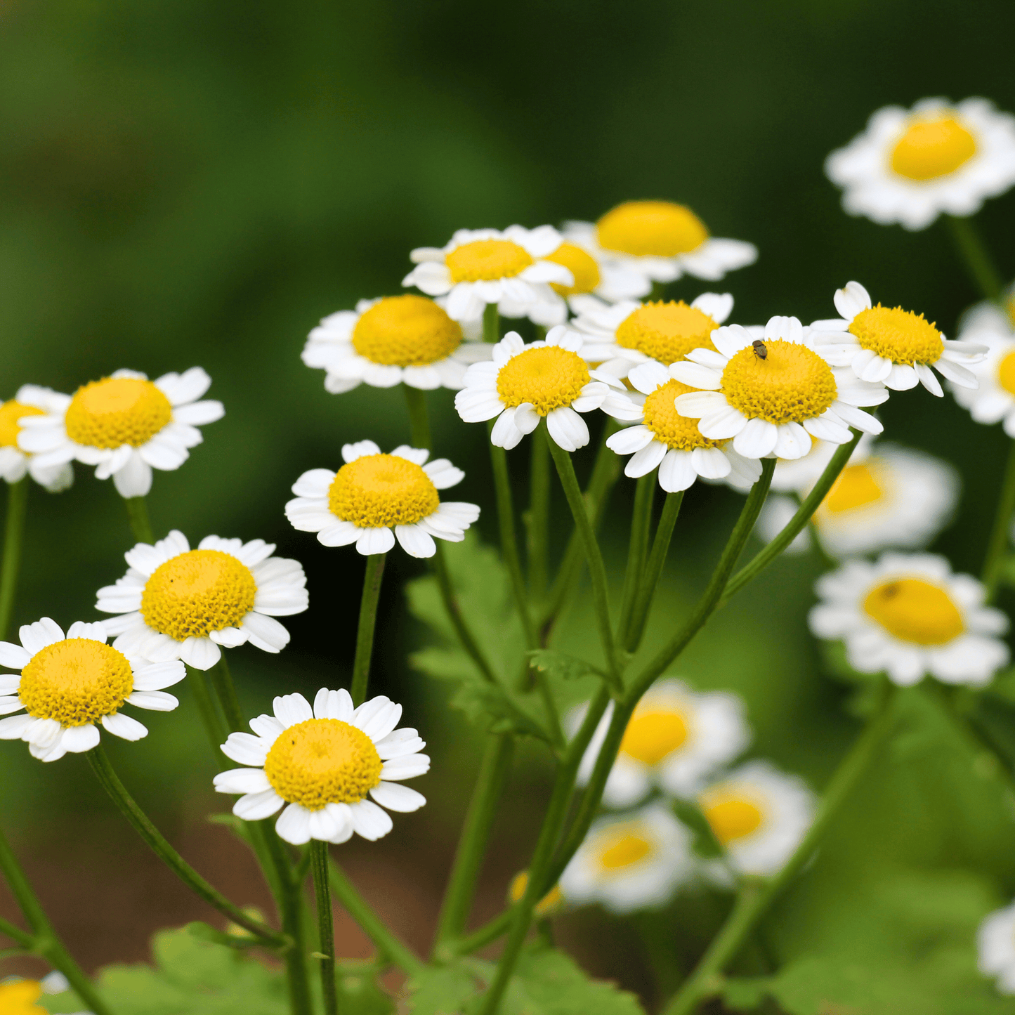 Feverfew ā 100 Seeds