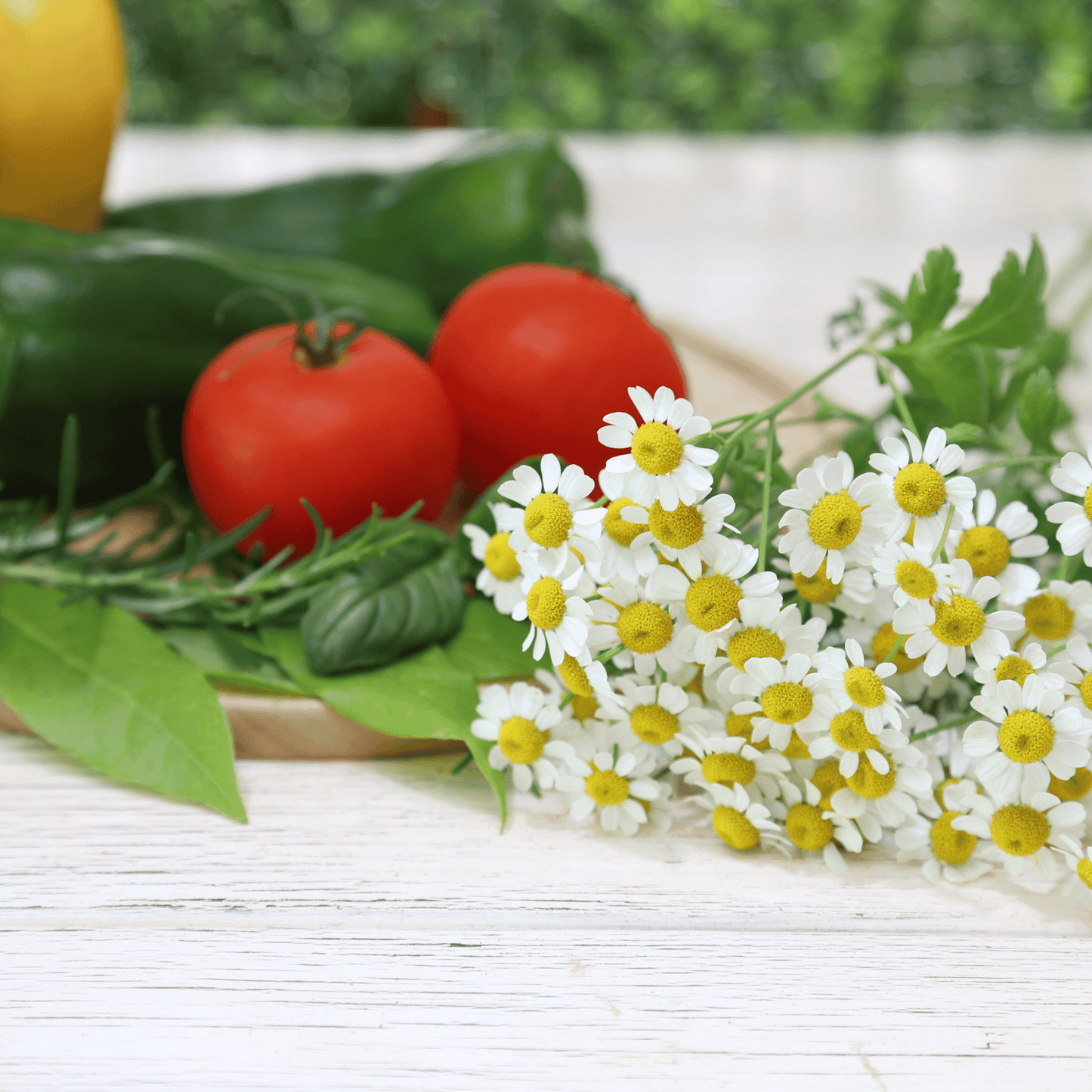 Feverfew ā 100 Seeds