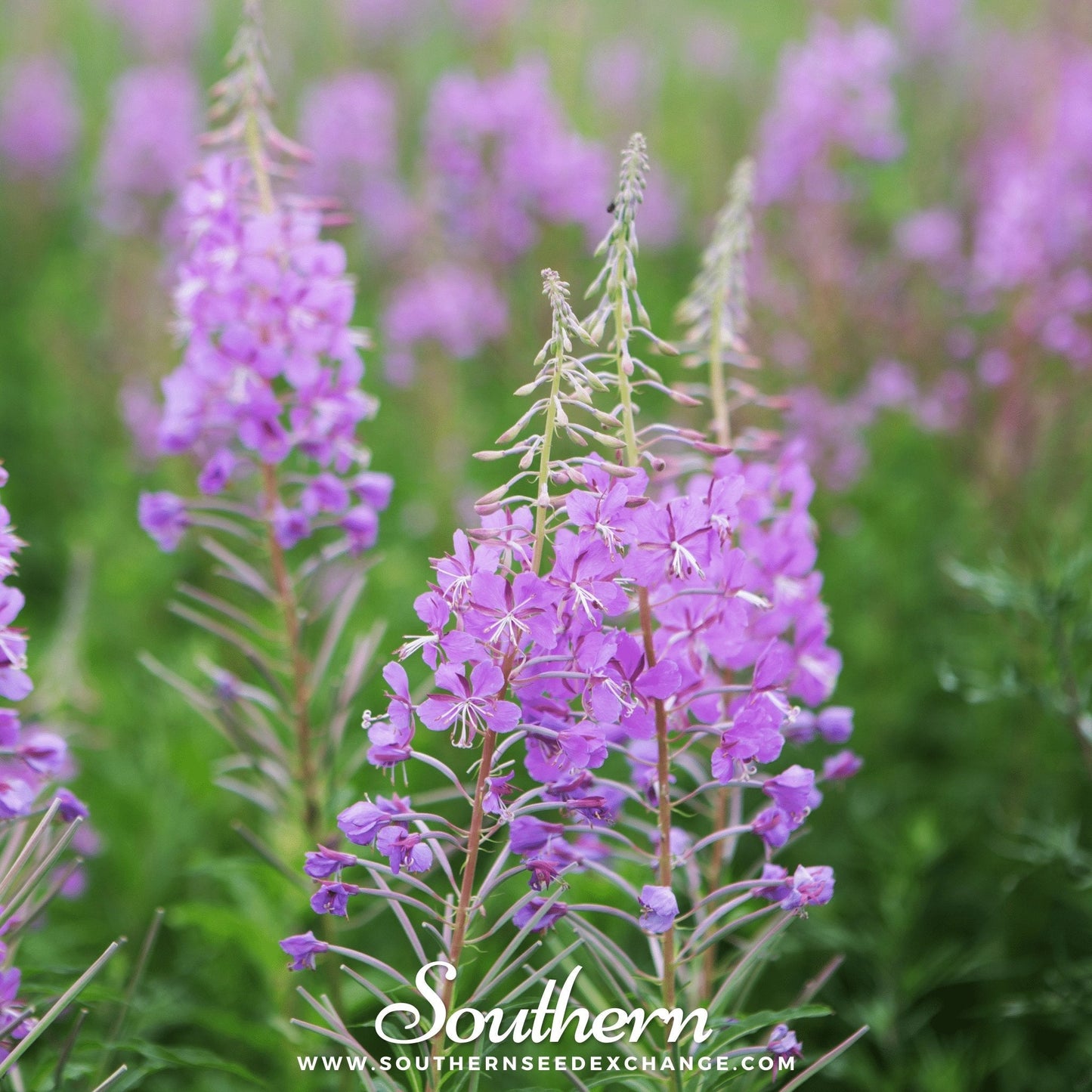 Fireweed (Willowherb) ā 100 Seeds