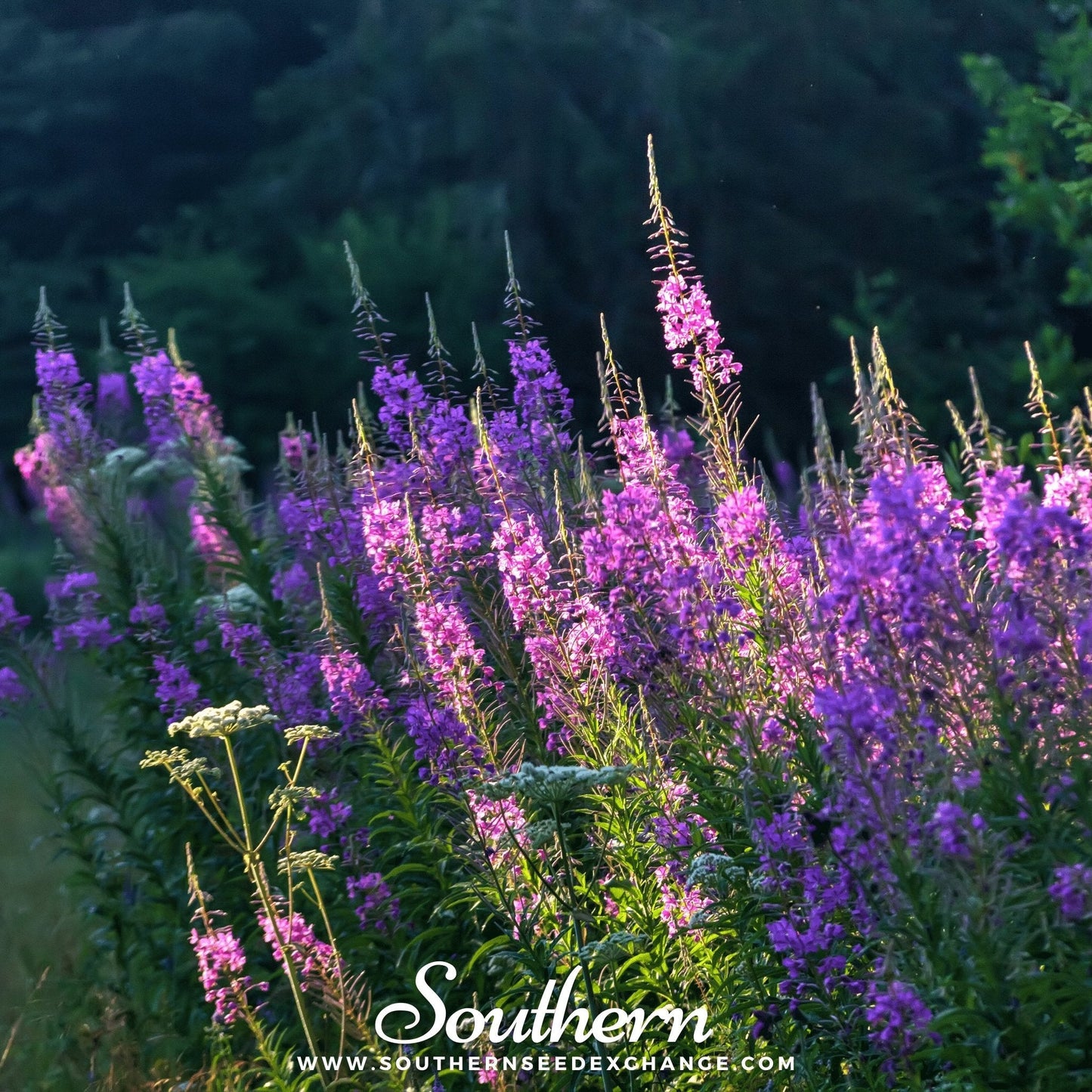 Fireweed (Willowherb) ā 100 Seeds