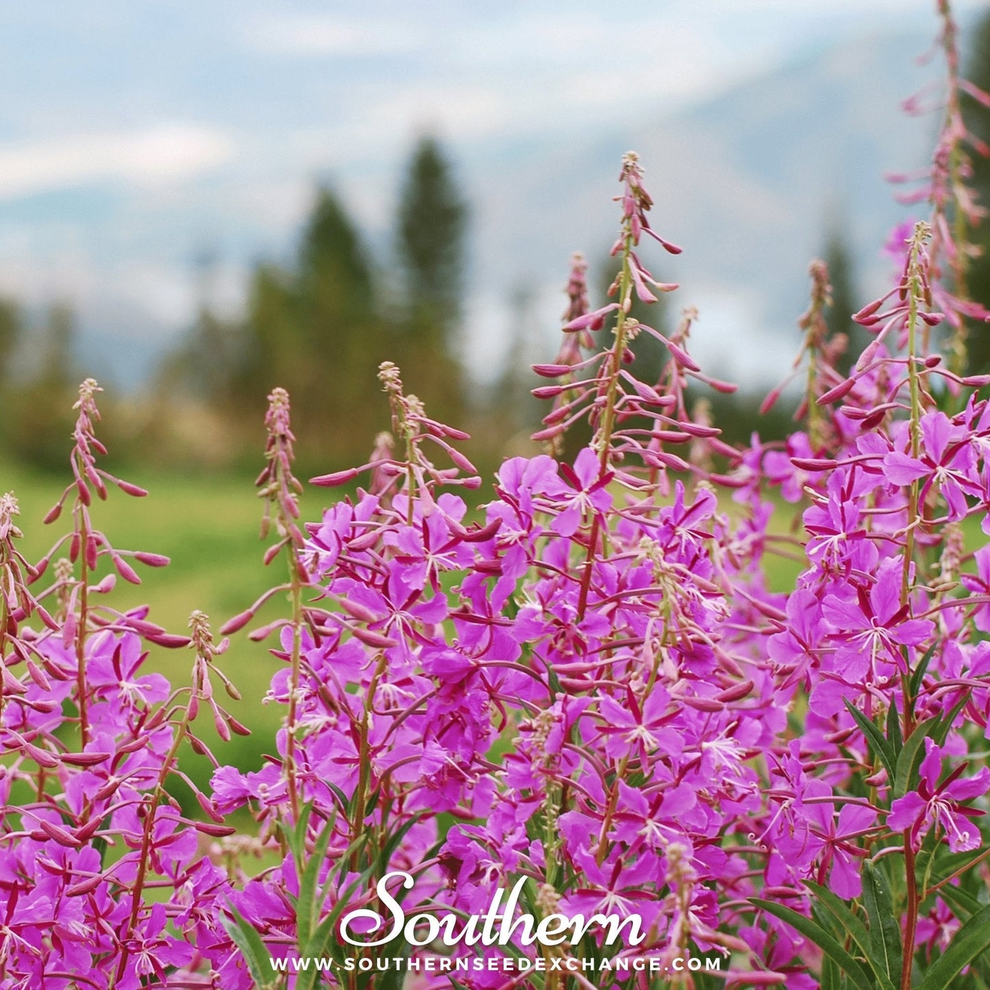 Fireweed (Willowherb) ā 100 Seeds