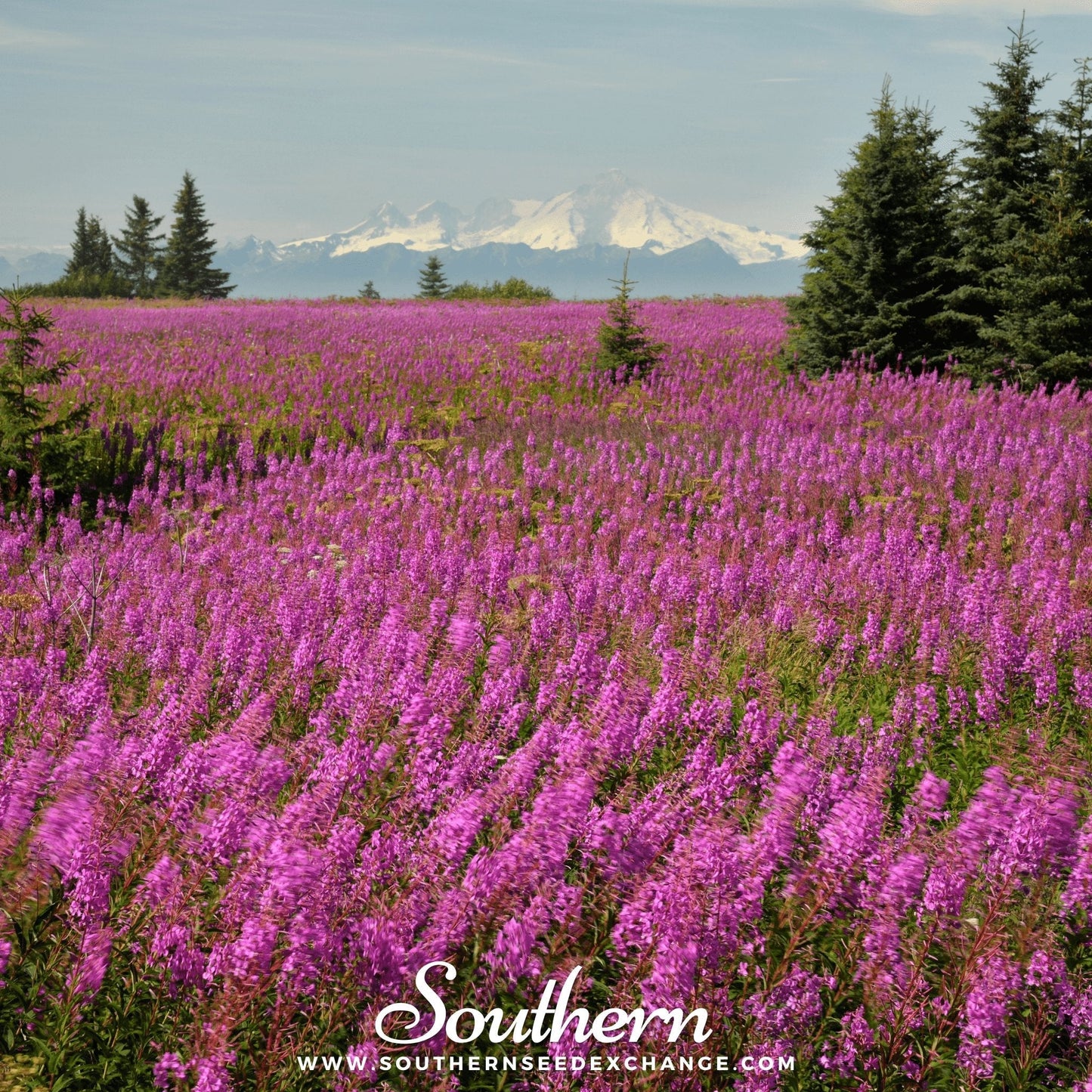 Fireweed (Willowherb) ā 100 Seeds
