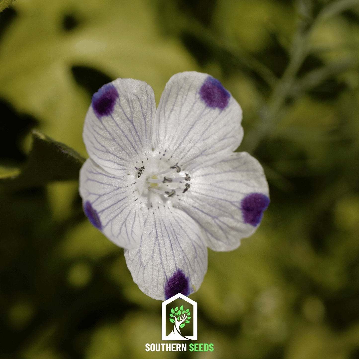 Five Spot ā 50 Seeds