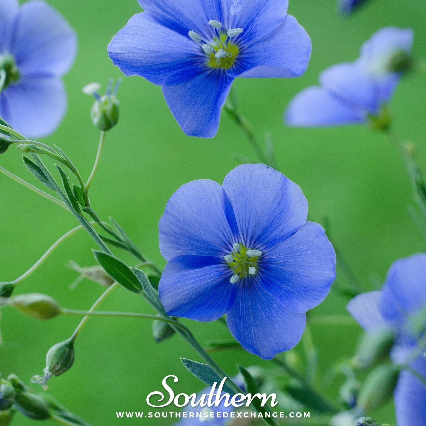 Blue Flax ā 100 Seeds