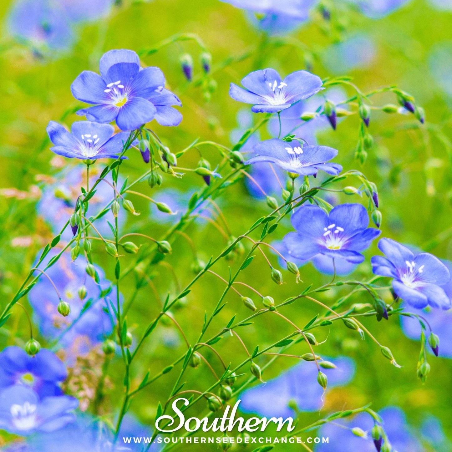 Blue Flax ā 100 Seeds