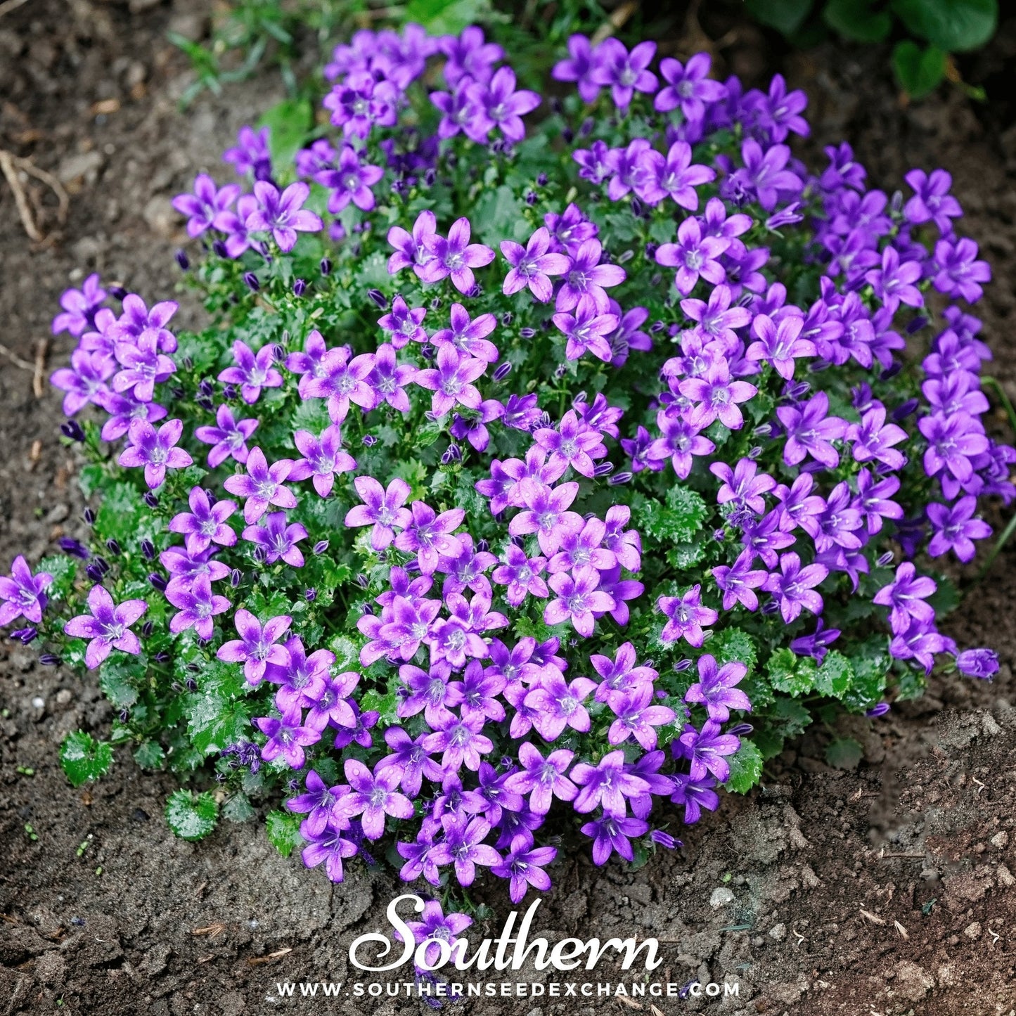 Blue Flax ā 100 Seeds