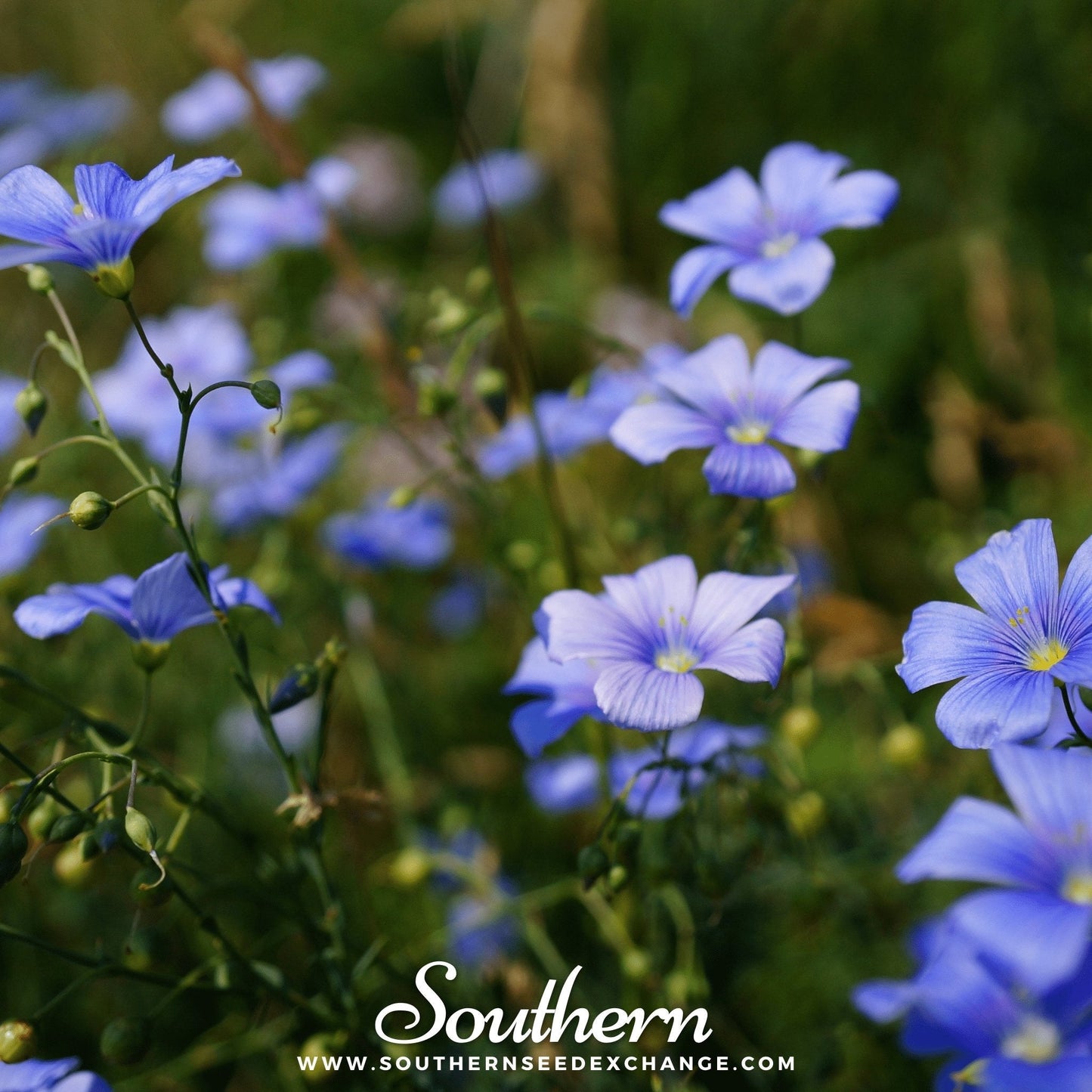 Blue Flax ā 100 Seeds