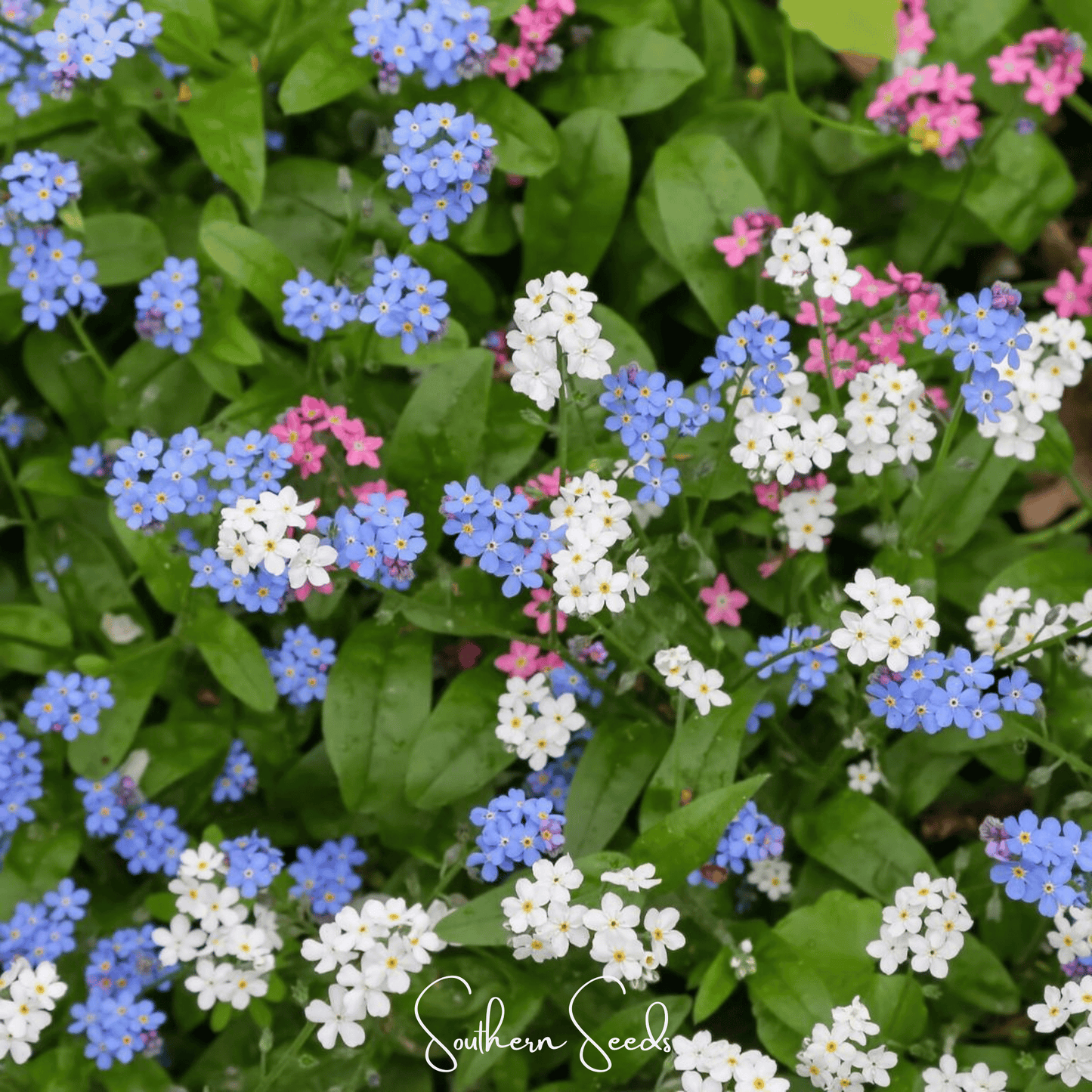 Forget Me Not Mix ā 100 Seeds