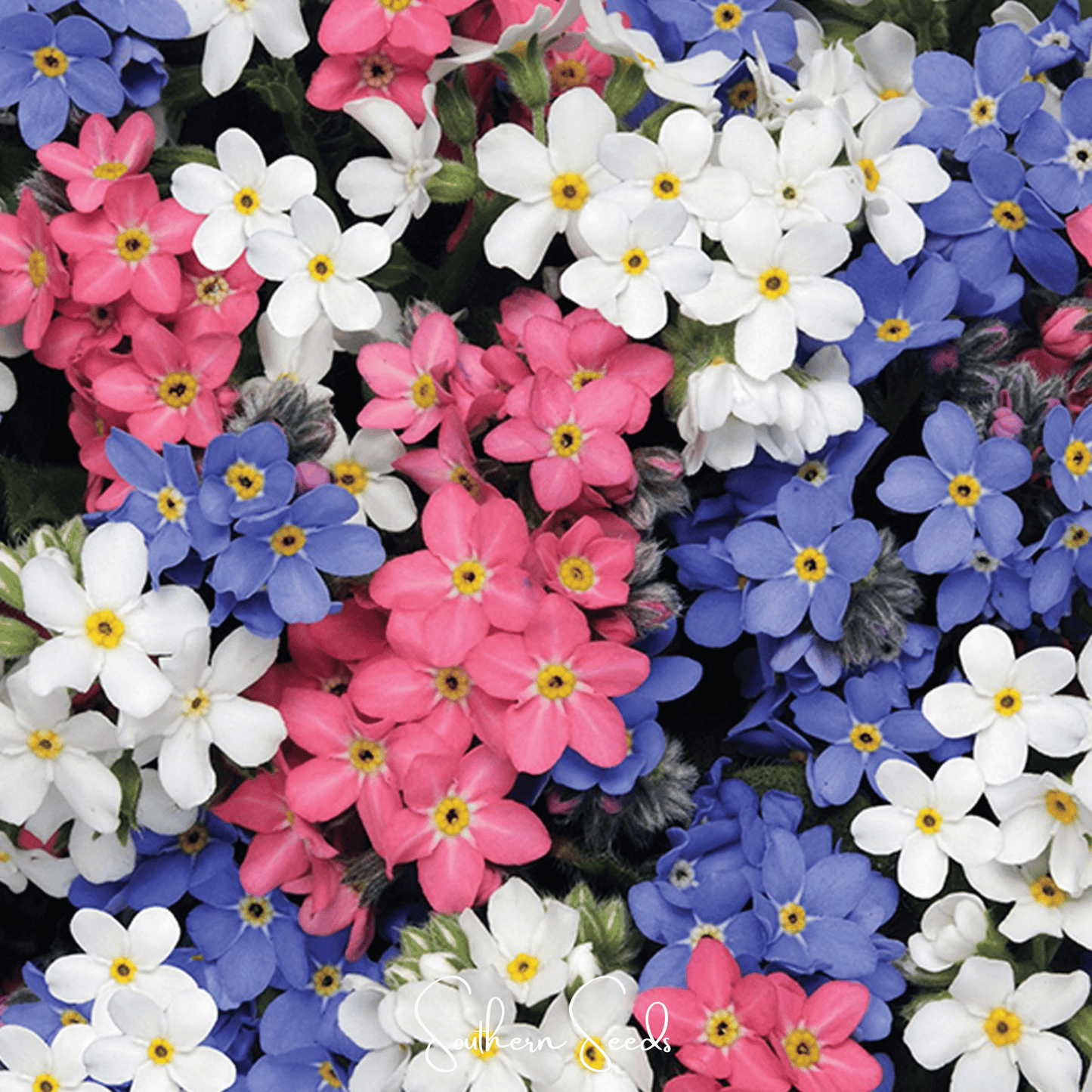 Forget Me Not Mix ā 100 Seeds