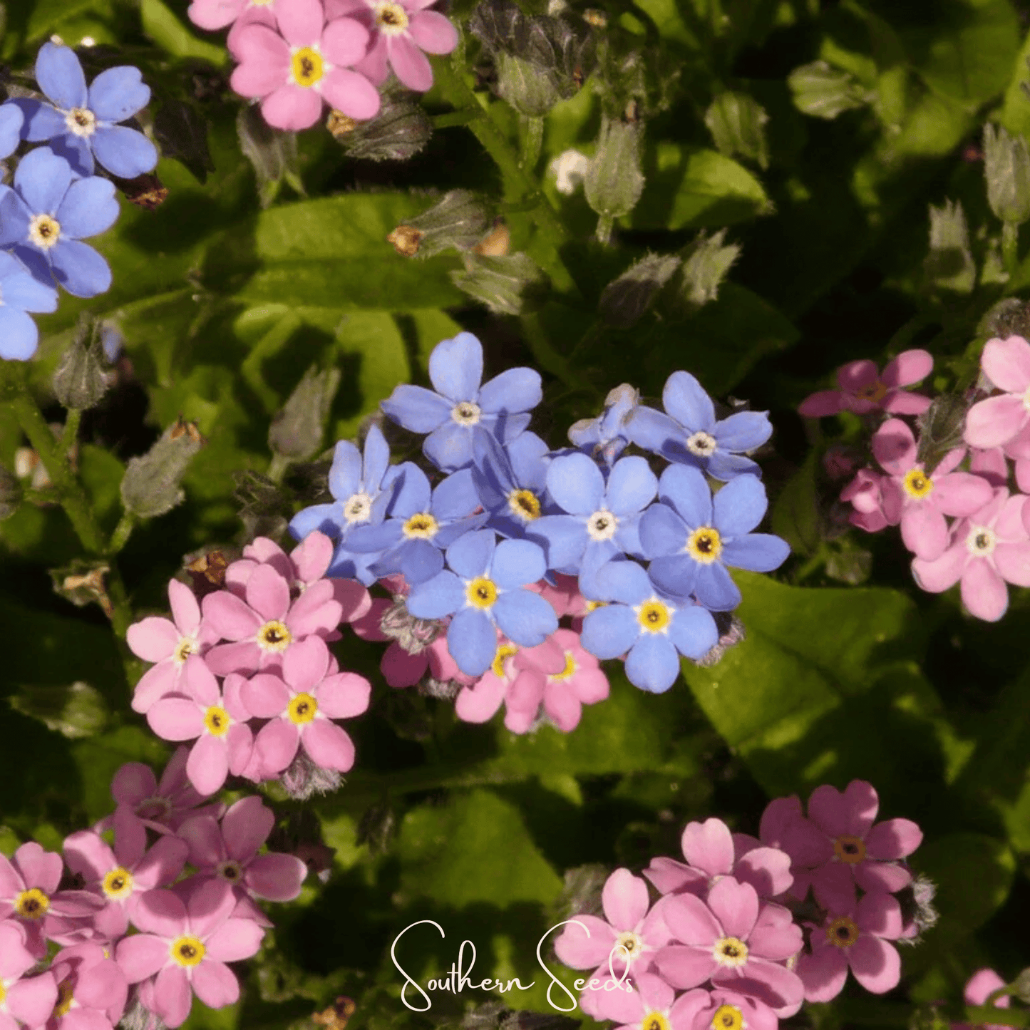 Forget Me Not Mix ā 100 Seeds