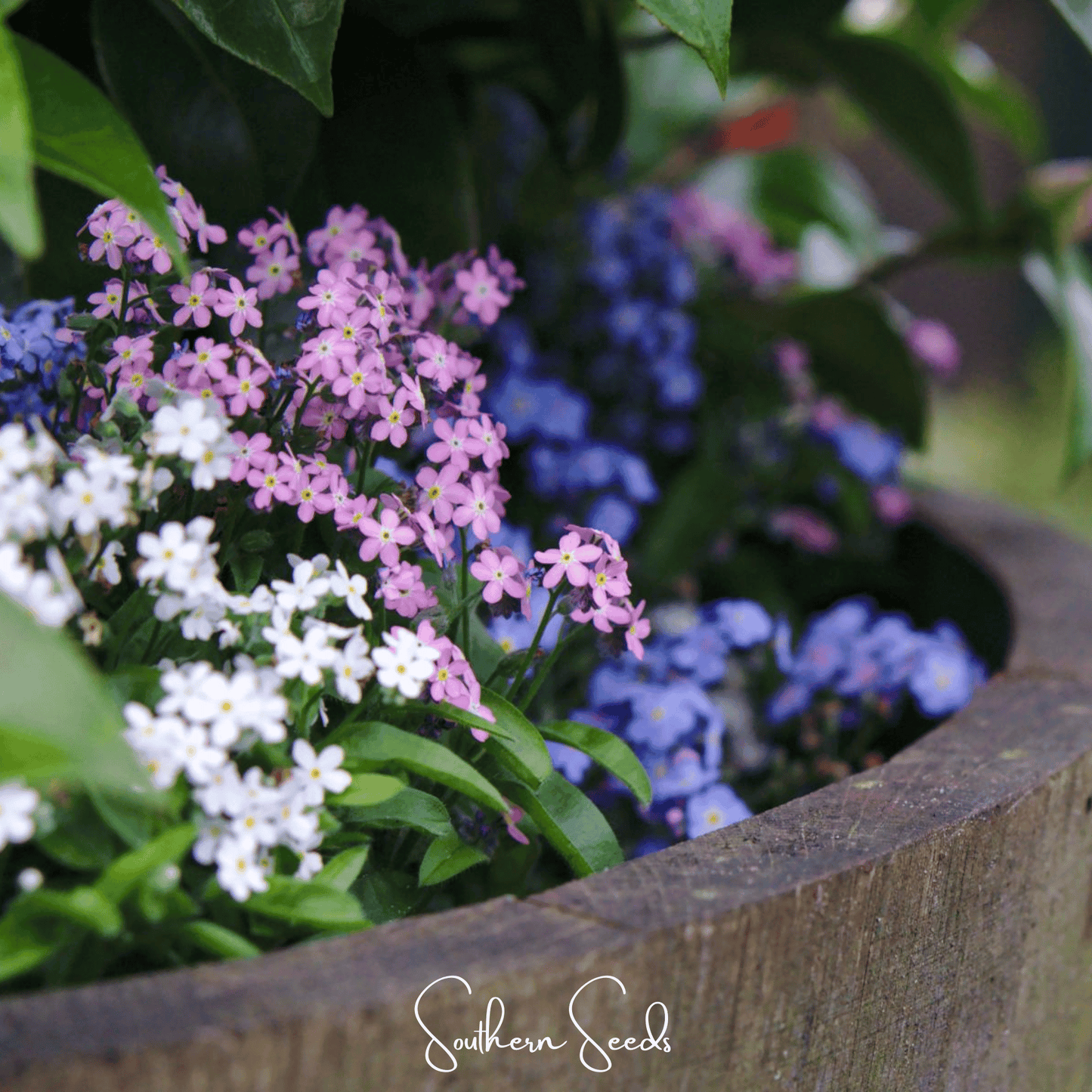Forget Me Not Mix ā 100 Seeds