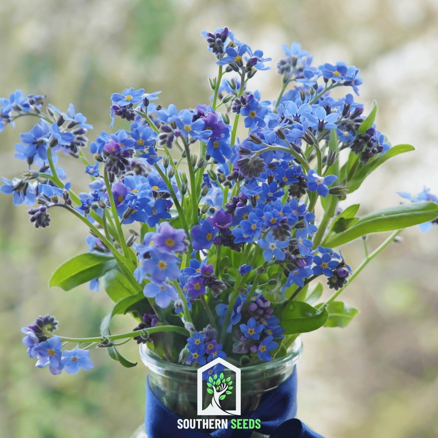 Forget Me Not ā 100 Seeds